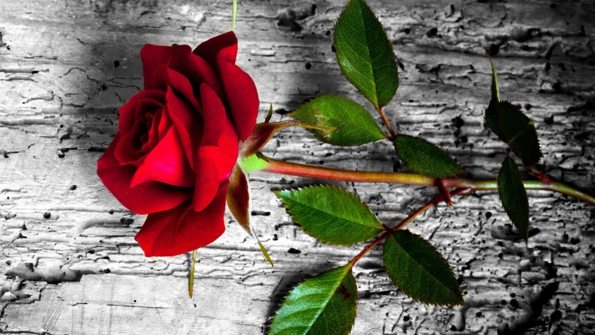 earth, rose, flower, leaf, red rose, stem, flowers