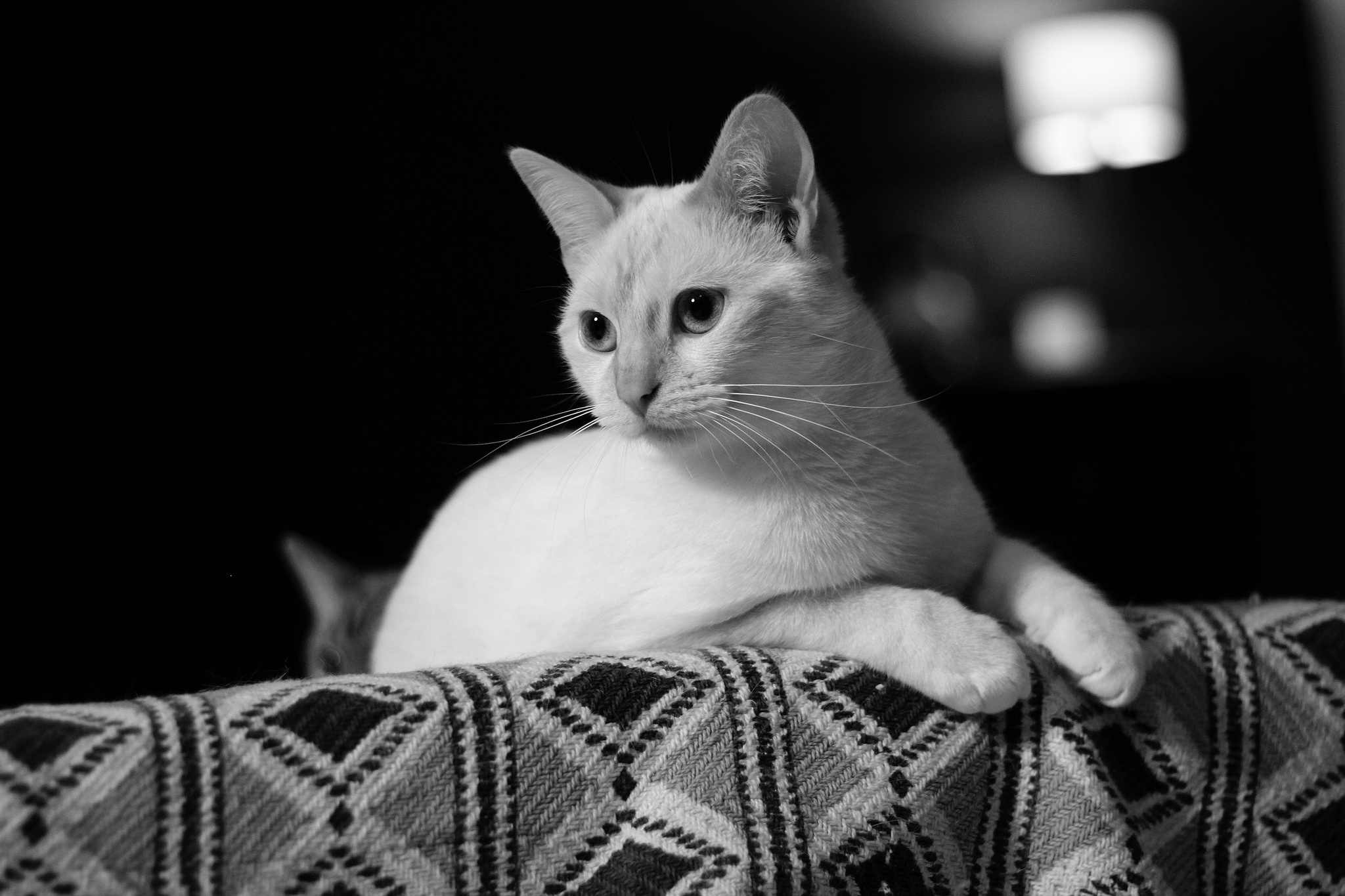 Завантажити шпалери безкоштовно Кішка, Тварина, Коти, Чорний Білий картинка на робочий стіл ПК