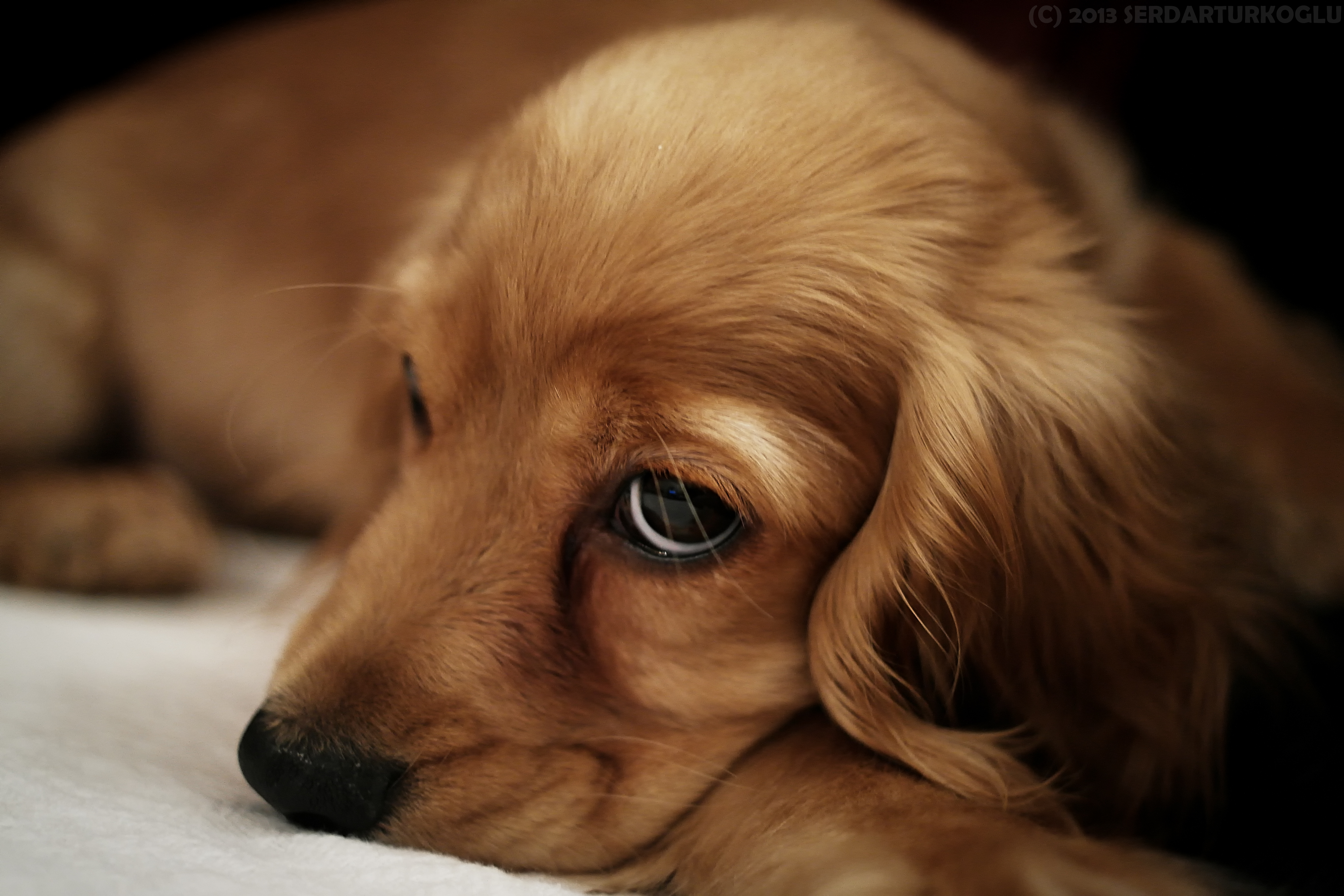 Baixe gratuitamente a imagem Animais, Cães, Cão na área de trabalho do seu PC