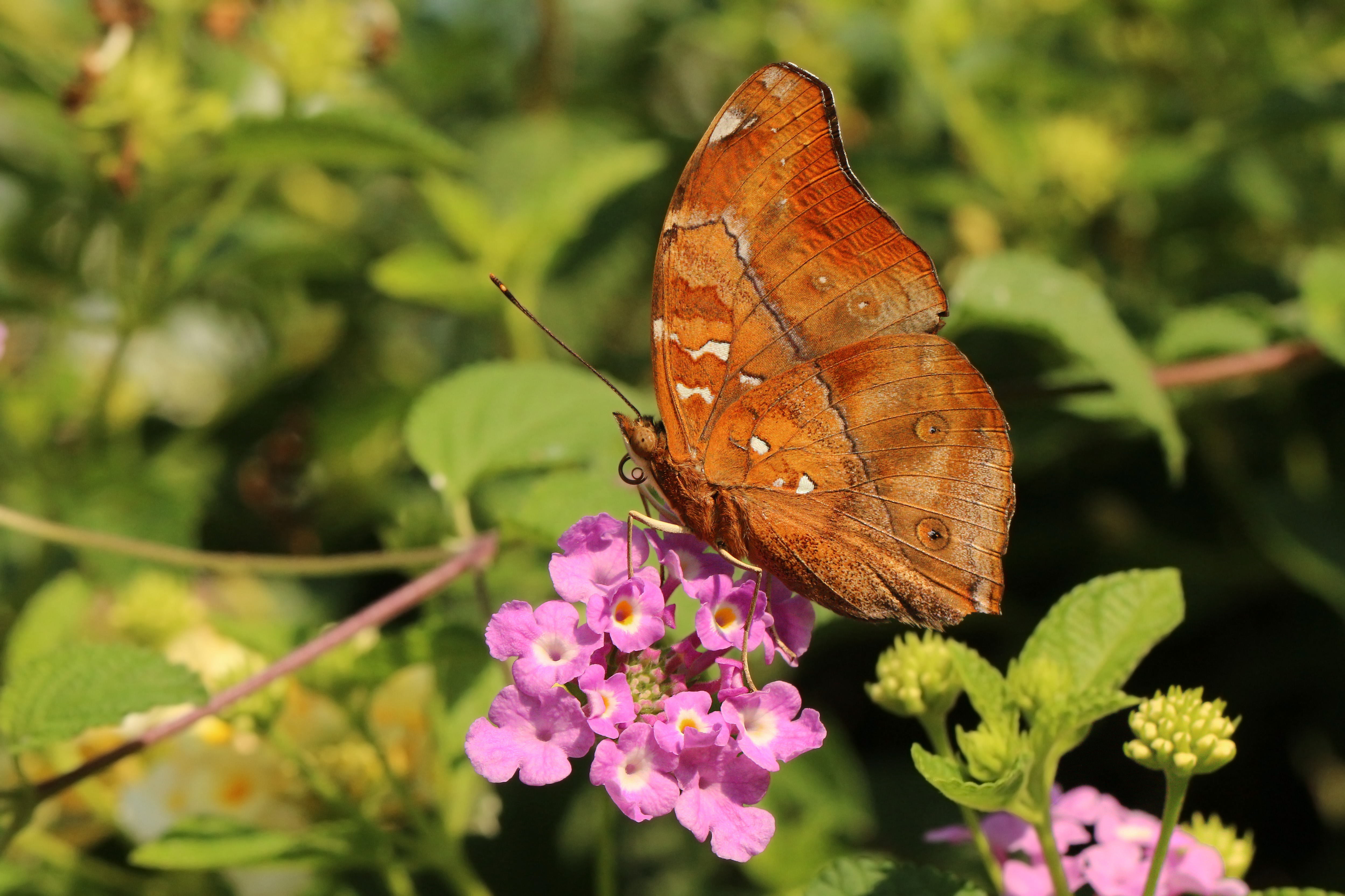 Baixe gratuitamente a imagem Animais, Flor, Borboleta na área de trabalho do seu PC