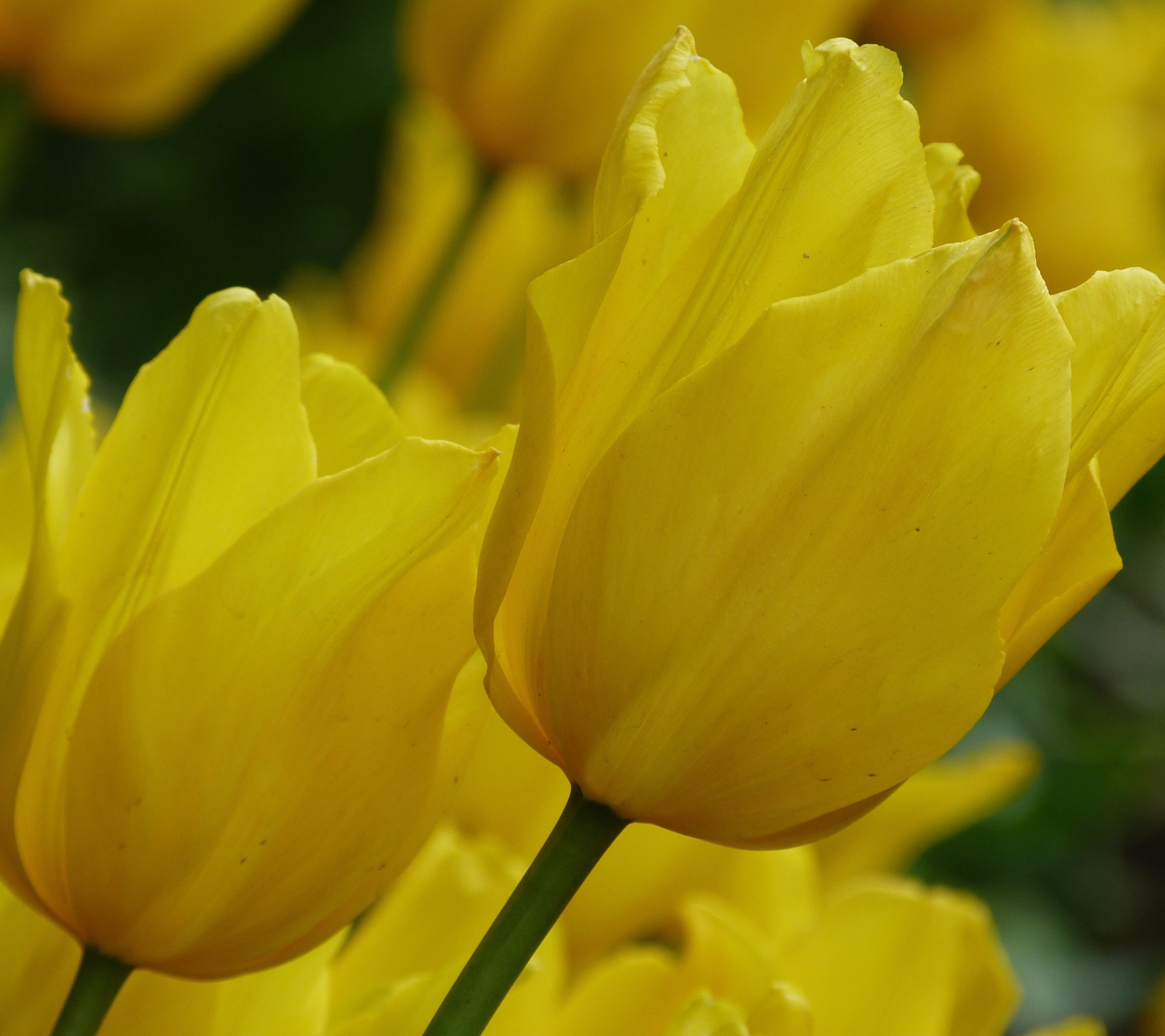 Free download wallpaper Flowers, Flower, Earth, Tulip, Yellow Flower on your PC desktop