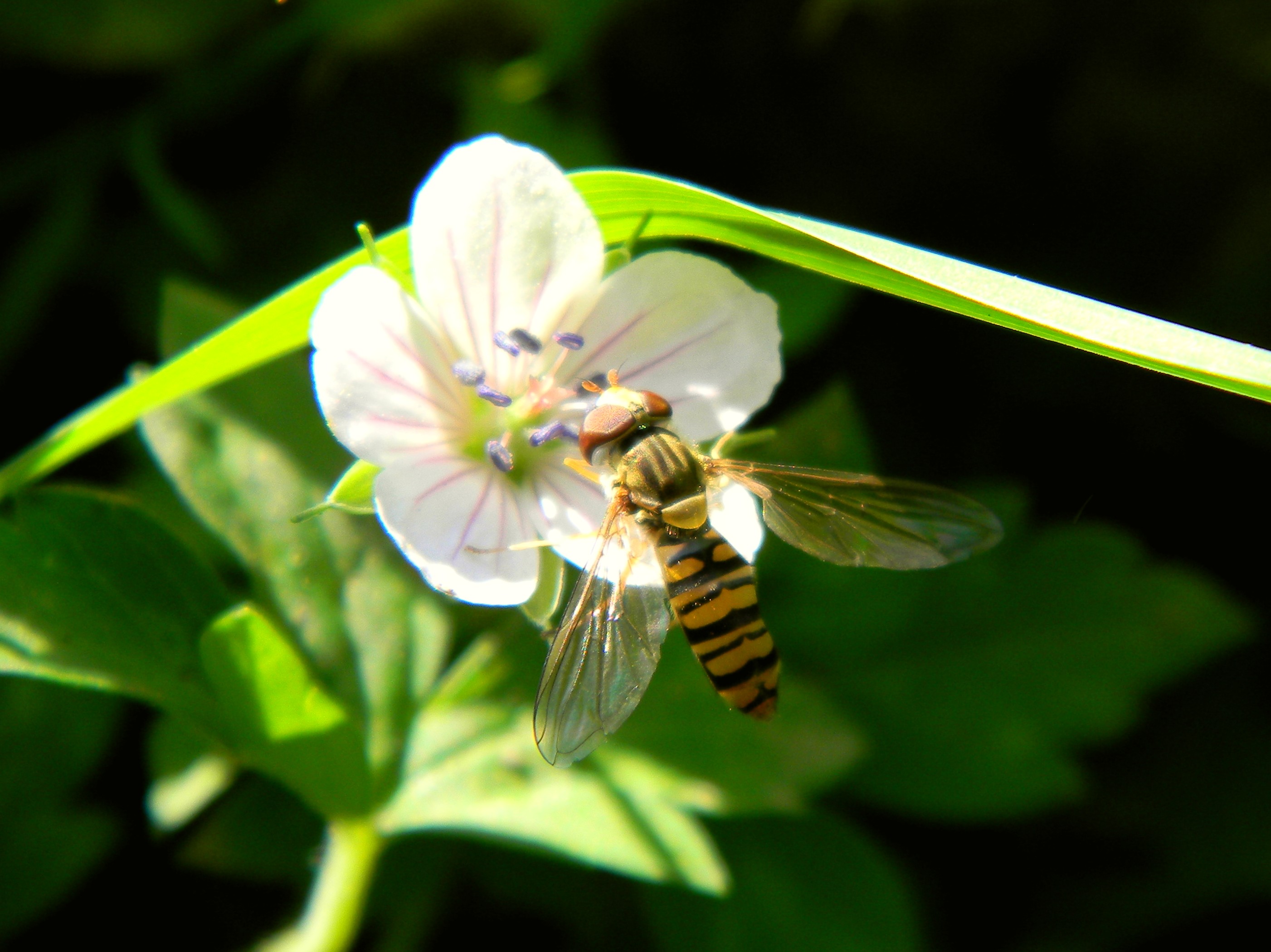 Descarga gratuita de fondo de pantalla para móvil de Animales, Insecto.