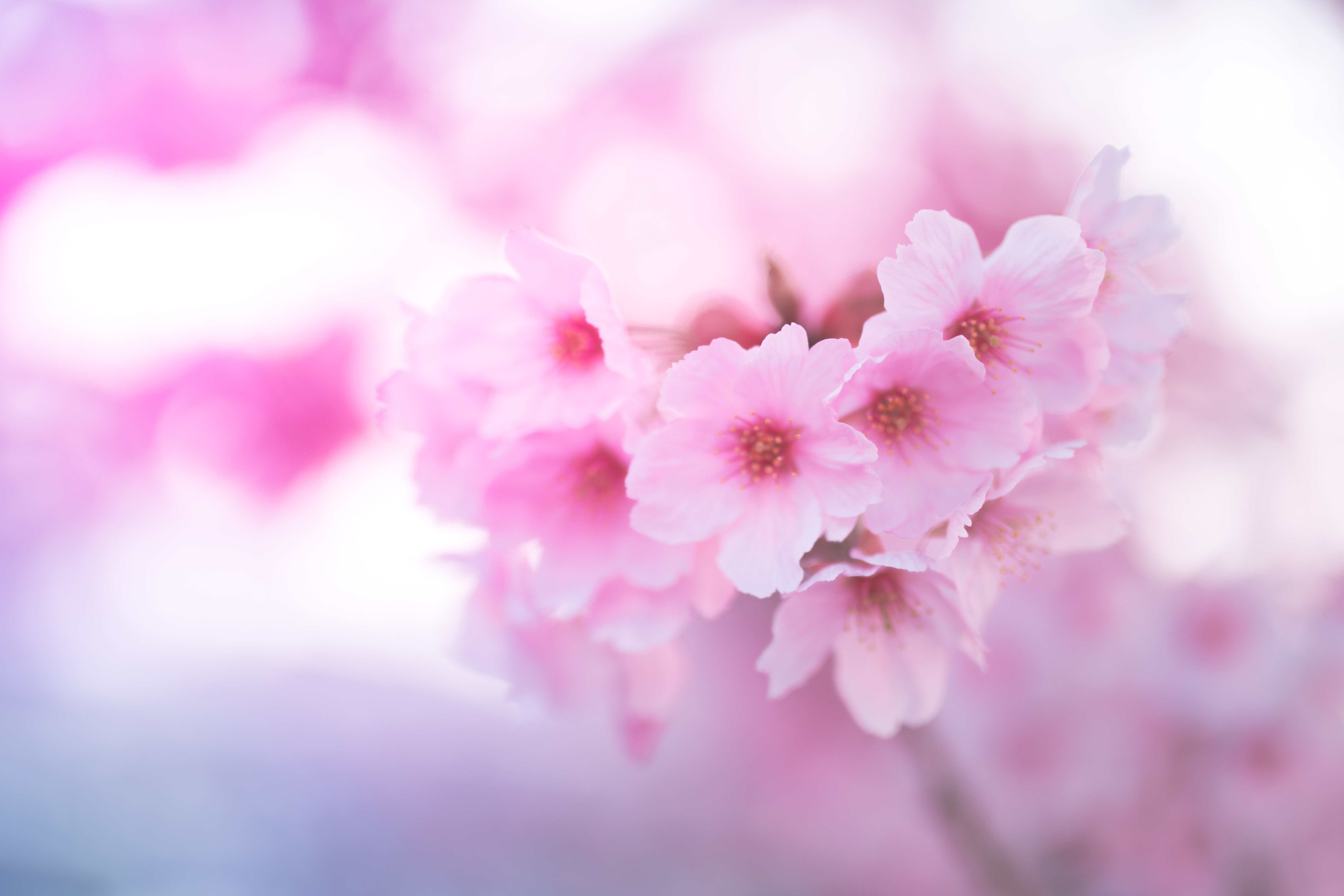 107752 скачать обои сакура, цветы, розовый, макро, крупным планом - заставки и картинки бесплатно