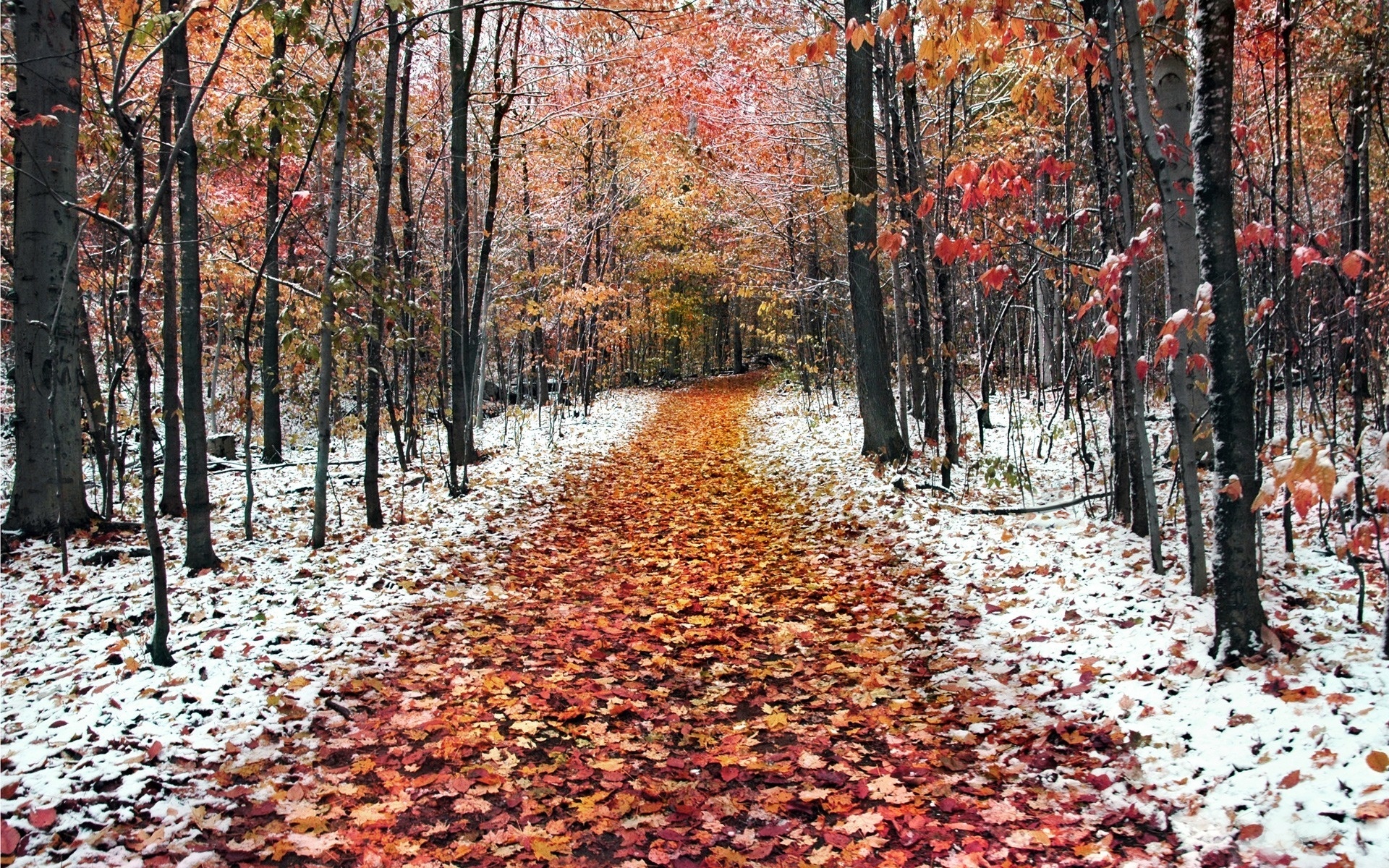 Download mobile wallpaper Roads, Landscape, Trees, Autumn, Leaves for free.