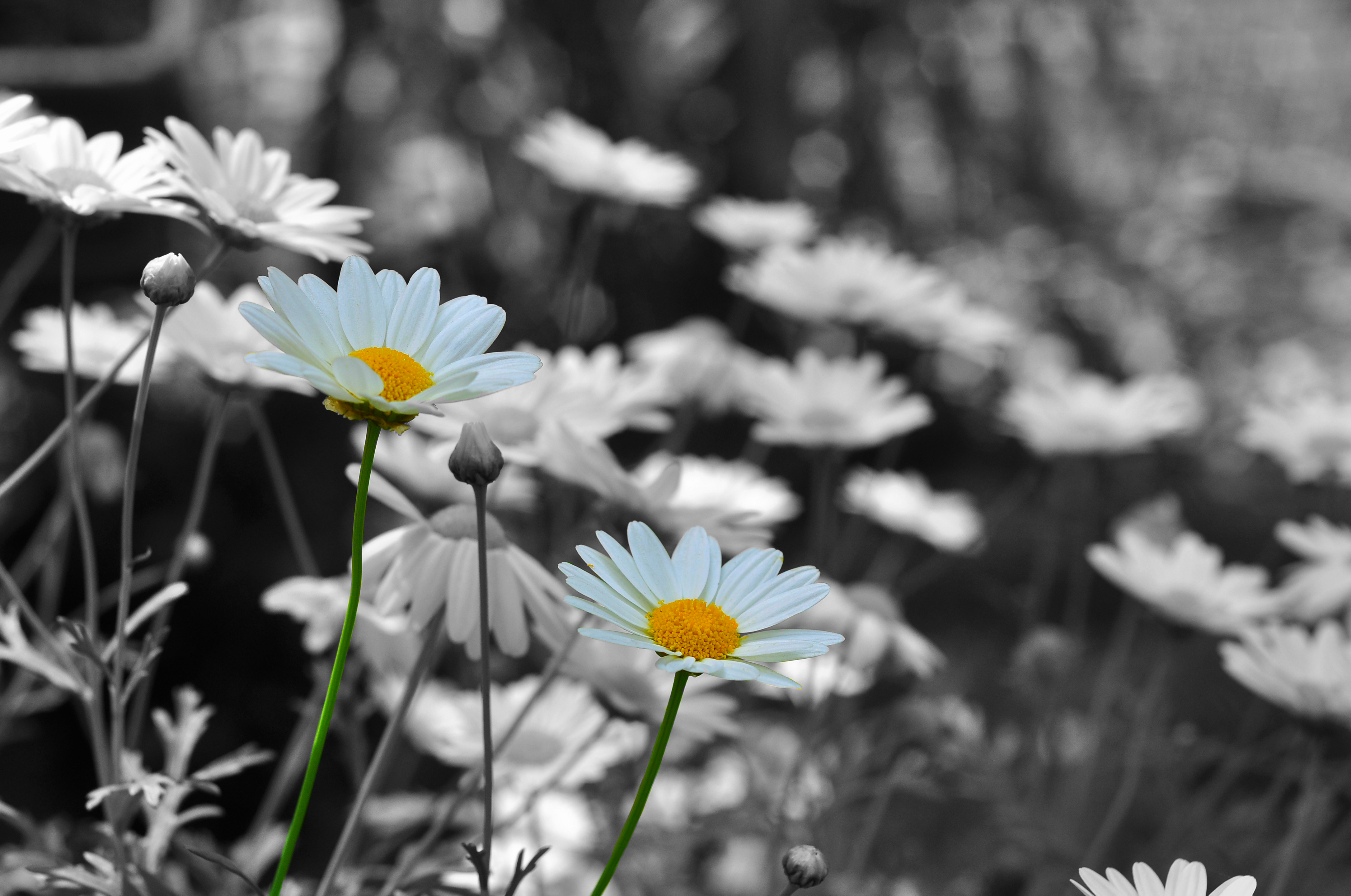 Laden Sie das Blumen, Nahansicht, Gänseblümchen, Erde/natur-Bild kostenlos auf Ihren PC-Desktop herunter