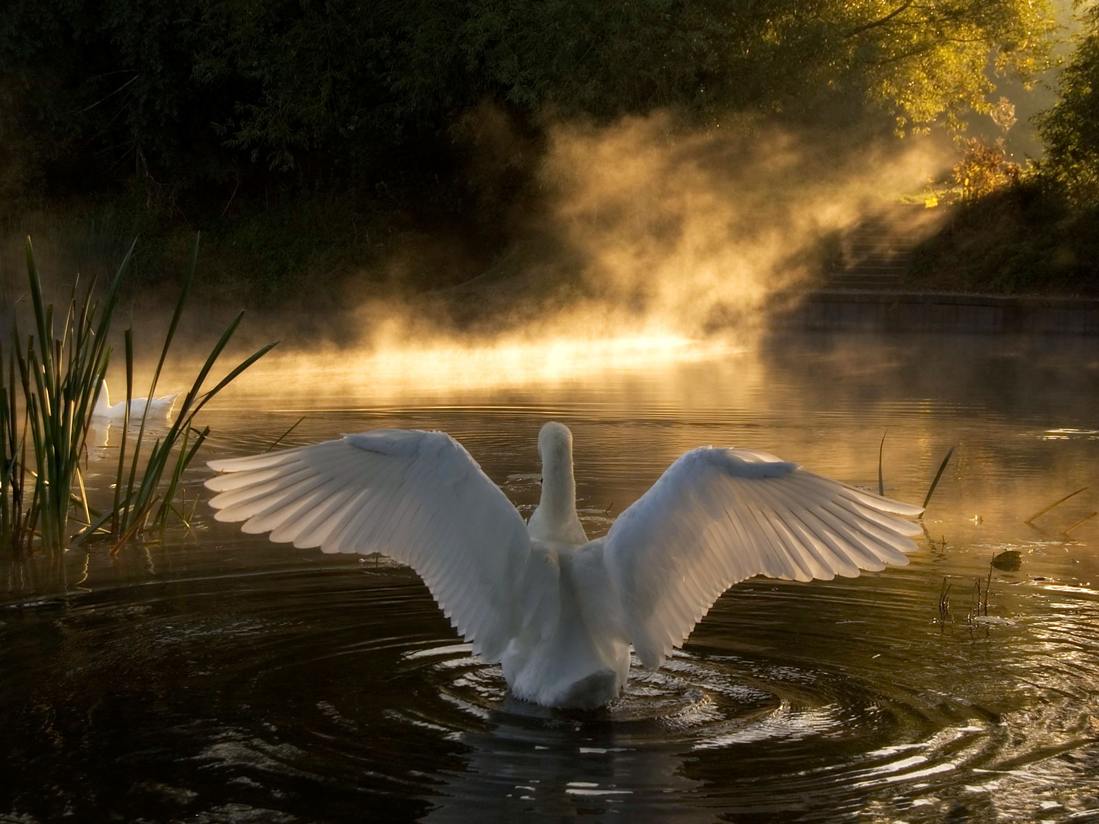 Descarga gratuita de fondo de pantalla para móvil de Animales, Cisne, Nube, Aves, Ave.