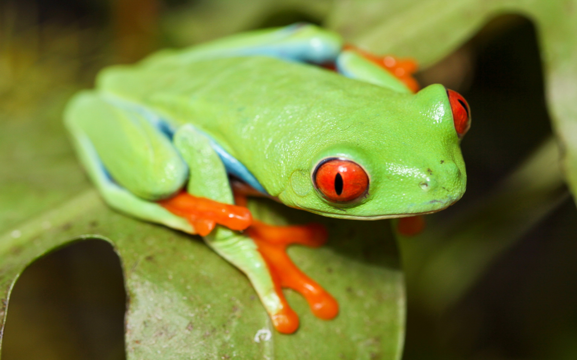 Free download wallpaper Frogs, Animal, Red Eyed Tree Frog on your PC desktop