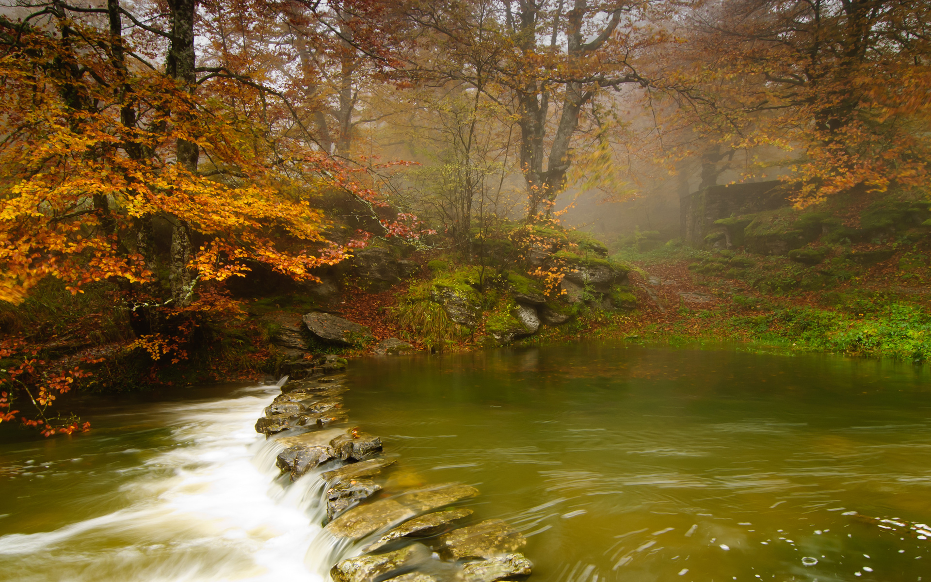 Download mobile wallpaper Forest, Tree, Fall, Earth, River for free.