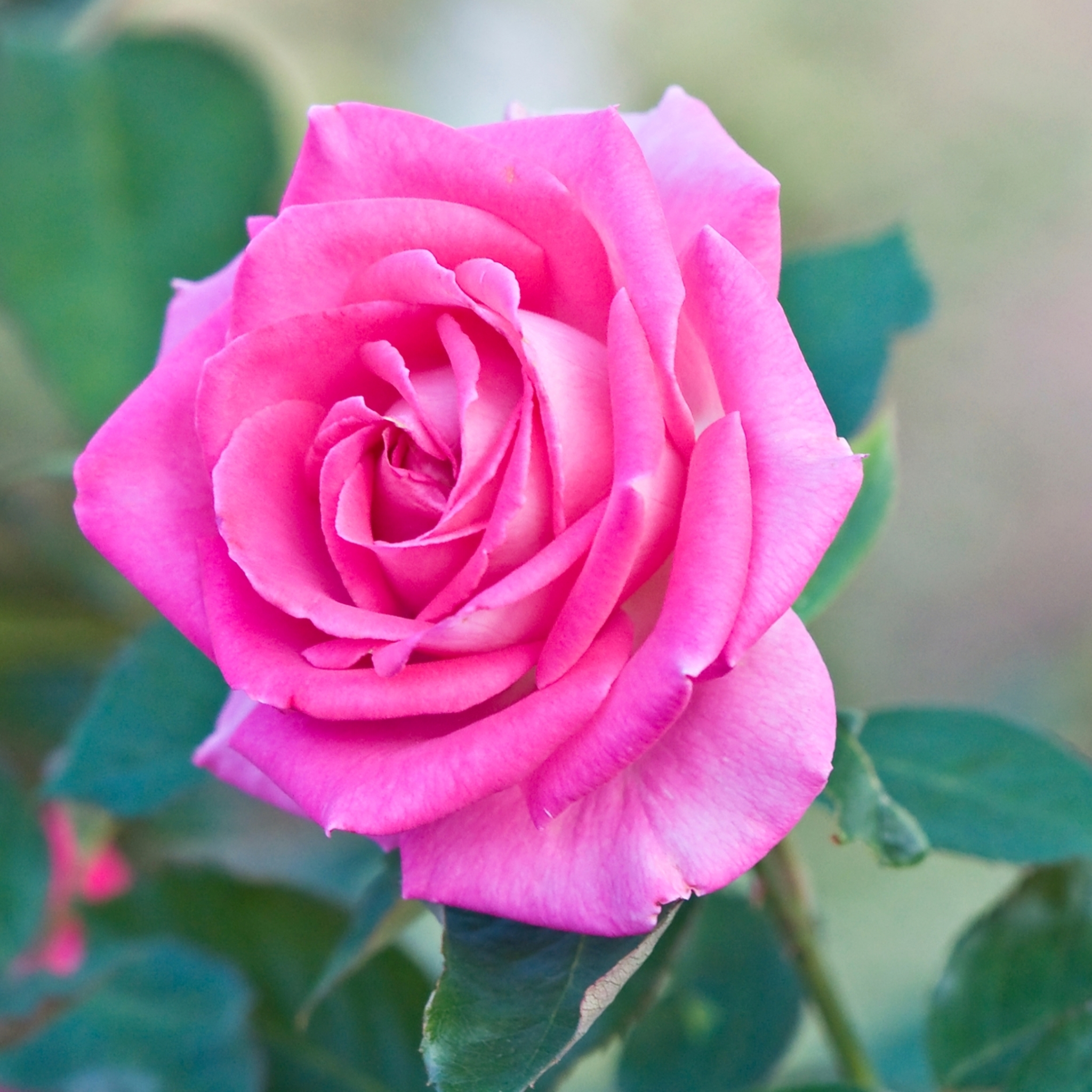 Завантажити шпалери безкоштовно Квітка, Роза, Земля, Рожева Квітка, Рожева Троянда, Флауерзи картинка на робочий стіл ПК
