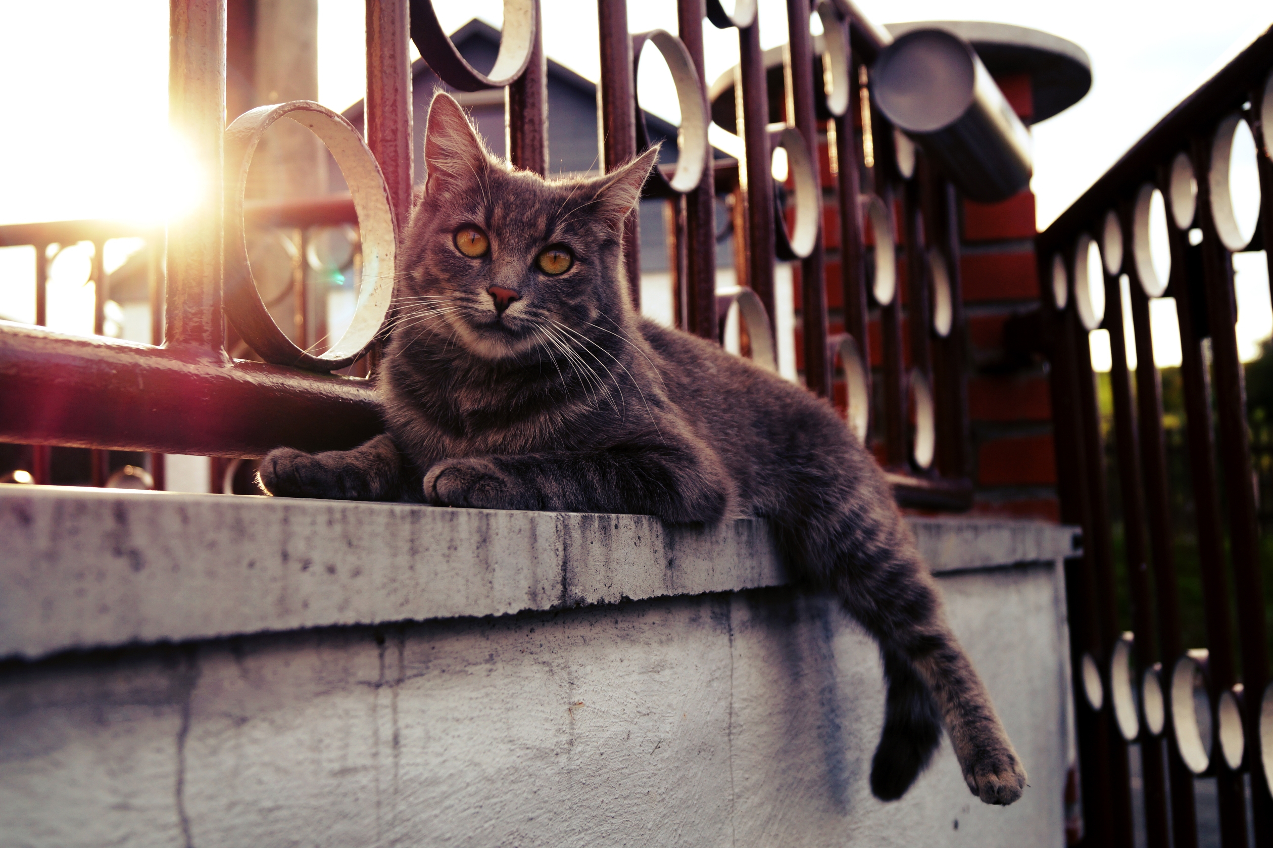 Baixe gratuitamente a imagem Animais, Gatos, Gato na área de trabalho do seu PC