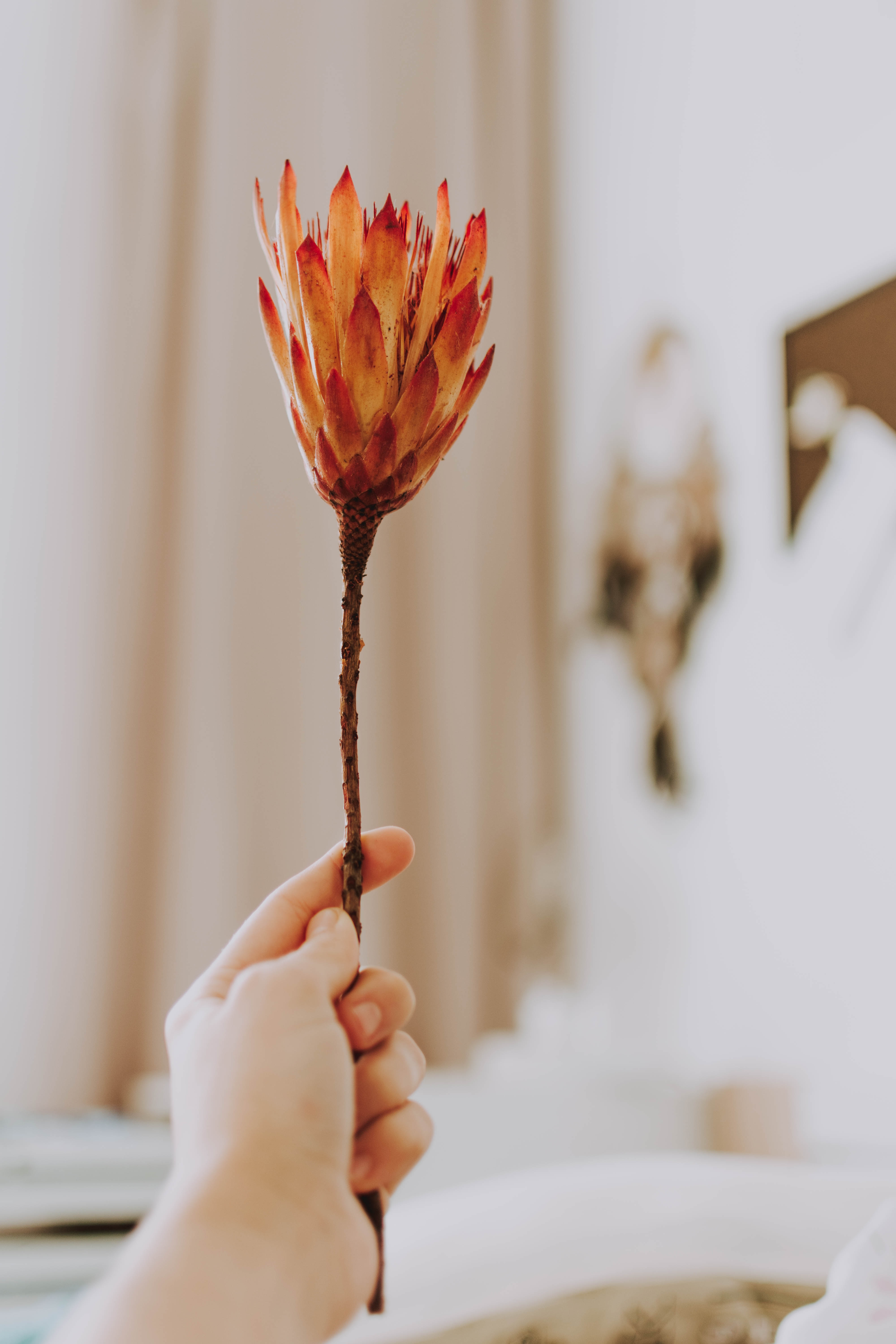 Download mobile wallpaper Protea, Flowers, Flower, Hand for free.
