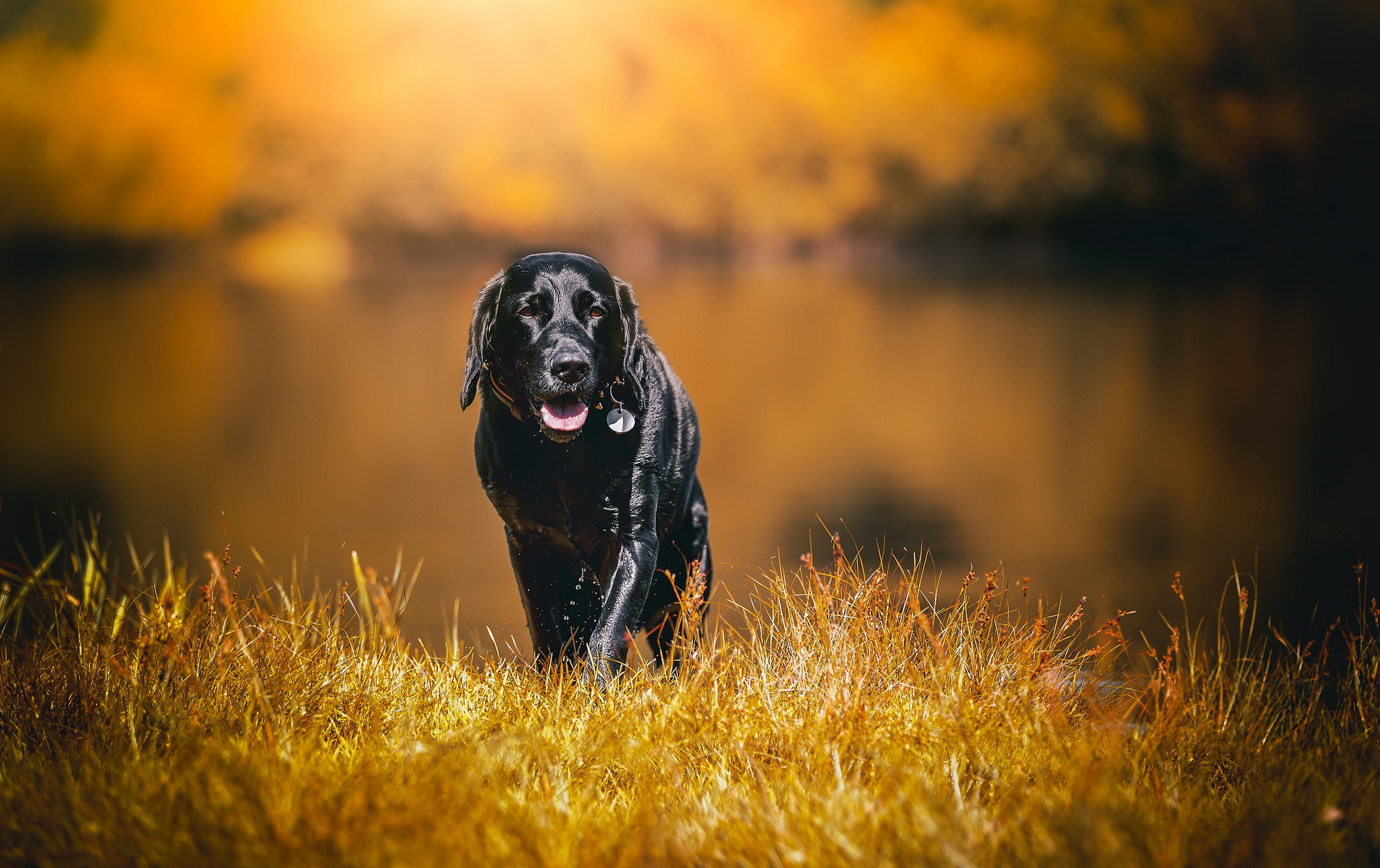 Download mobile wallpaper Dogs, Grass, Dog, Animal, Labrador, Depth Of Field for free.