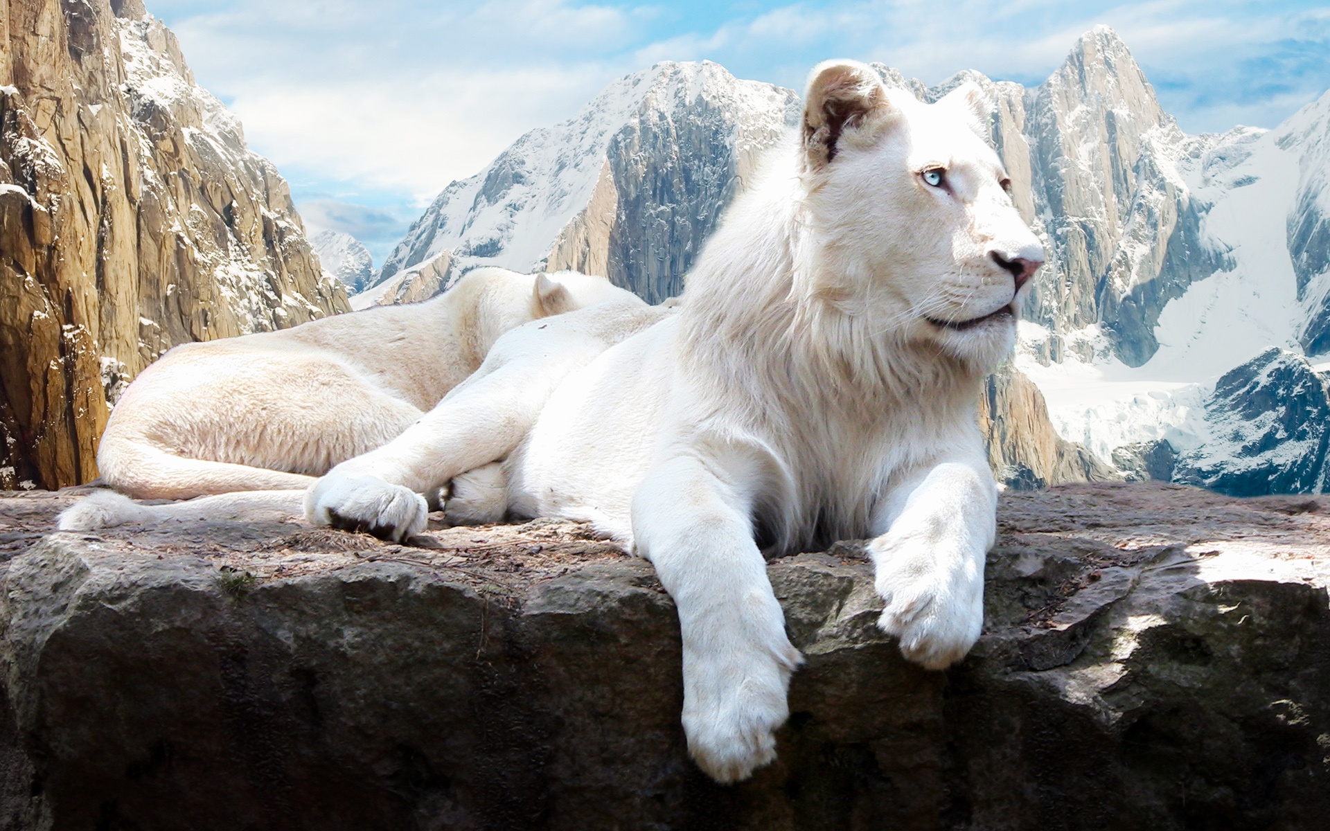 1490886 télécharger le fond d'écran animaux, lion blanc - économiseurs d'écran et images gratuitement