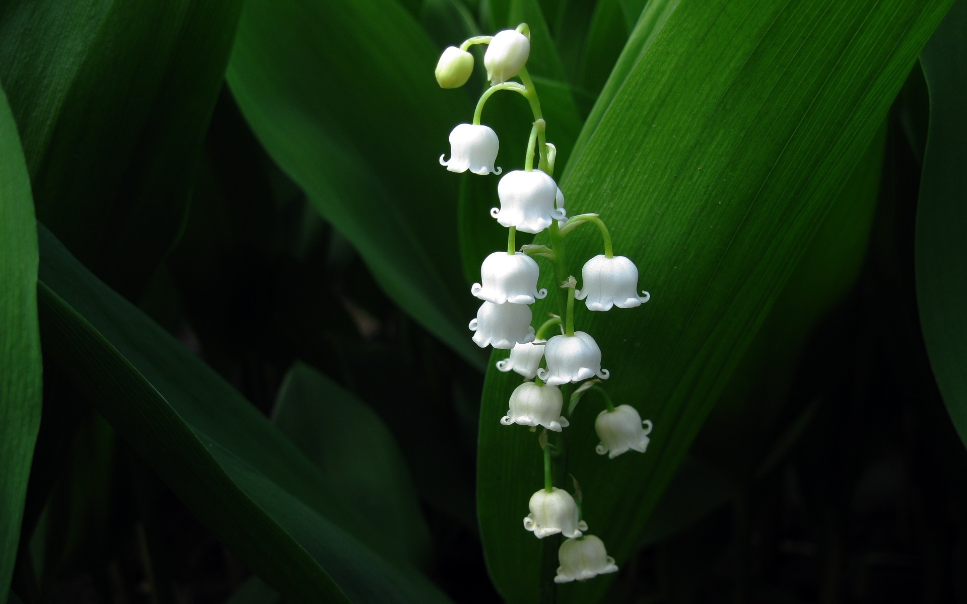 flowers, lily of the valley, plants, black