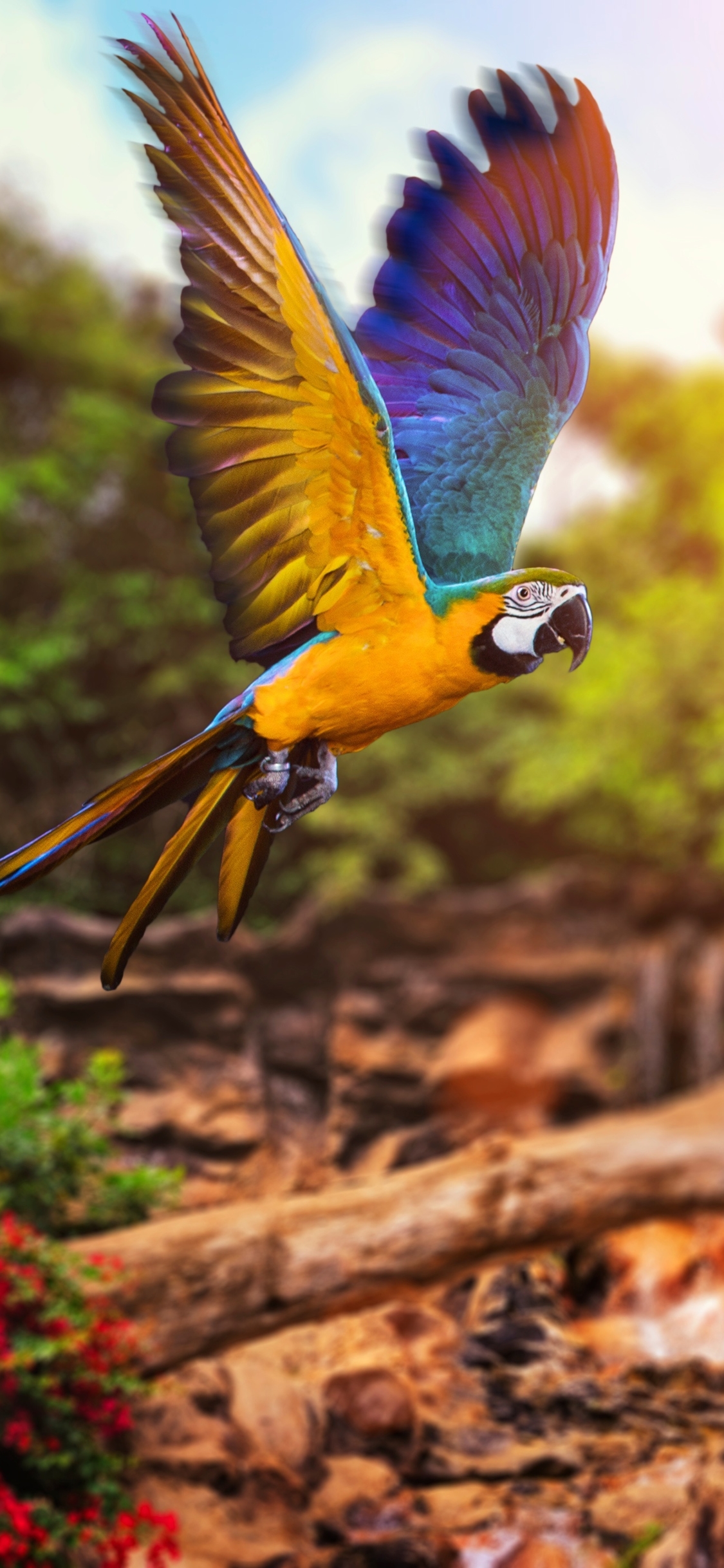 無料モバイル壁紙動物, 鳥, オウム, フライト, コンゴウインコ, 青と黄色のコンゴウインコをダウンロードします。