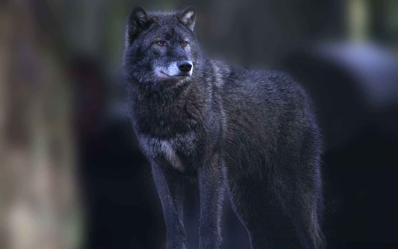 Descarga gratuita de fondo de pantalla para móvil de Animales, Lobo.