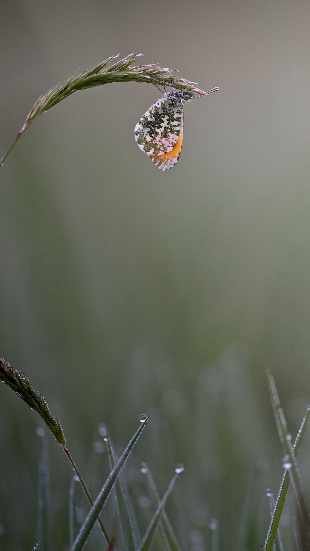 Download mobile wallpaper Grass, Insect, Butterfly, Animal, Bokeh, Water Drop, Dew Drop for free.