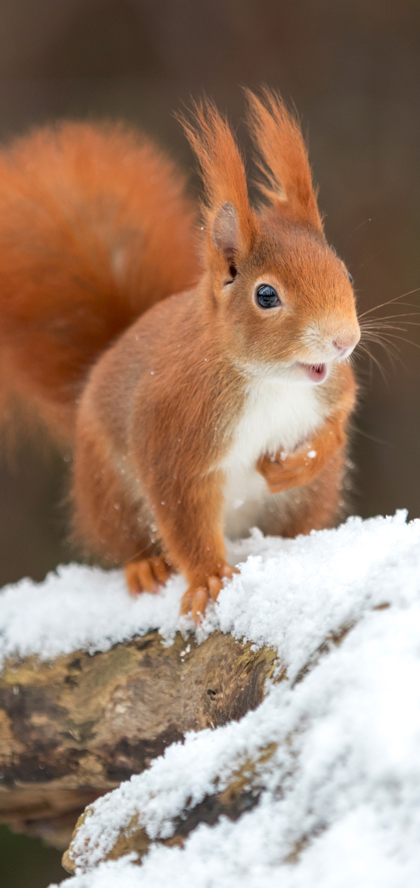 Download mobile wallpaper Winter, Squirrel, Snow, Animal, Rodent for free.