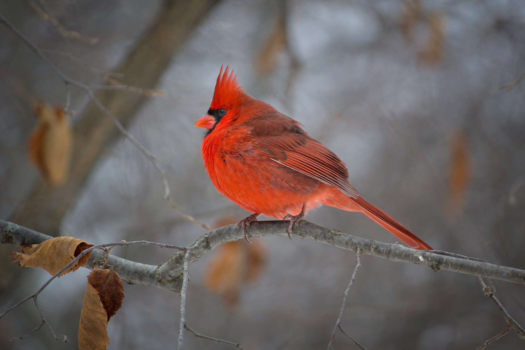 Download mobile wallpaper Birds, Bird, Branch, Animal, Cardinal for free.