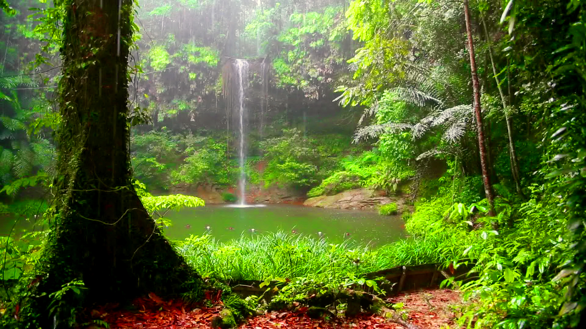 Скачать картинку Зеленый, Водопад, Водопады, Лес, Природа, Земля/природа в телефон бесплатно.