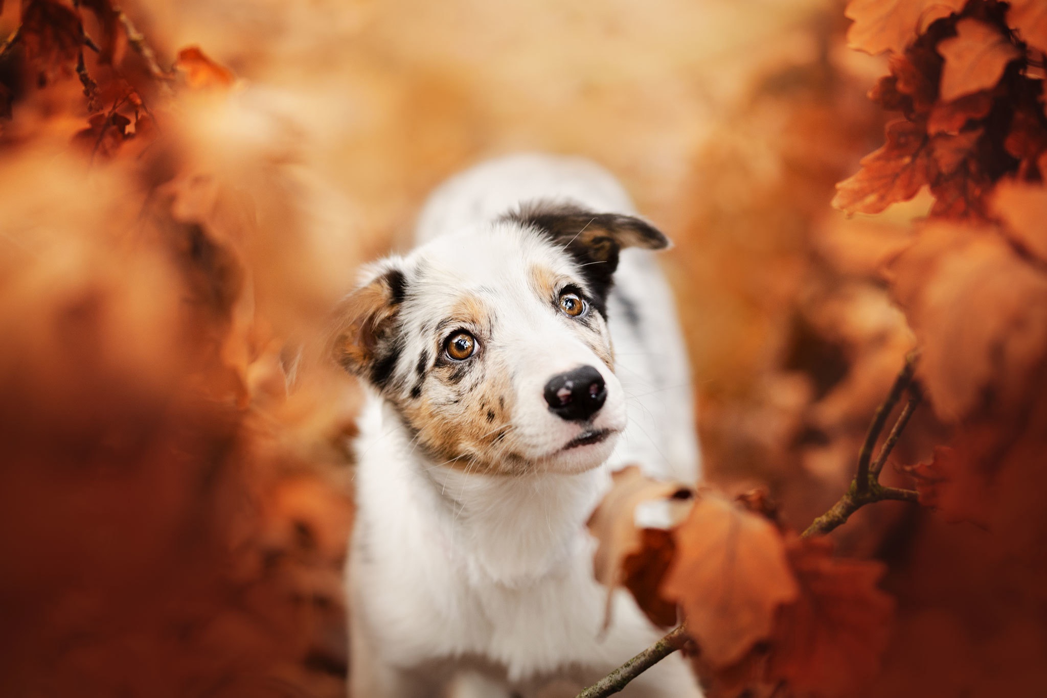 Baixar papel de parede para celular de Animais, Cães, Animal Bebê, Filhote gratuito.