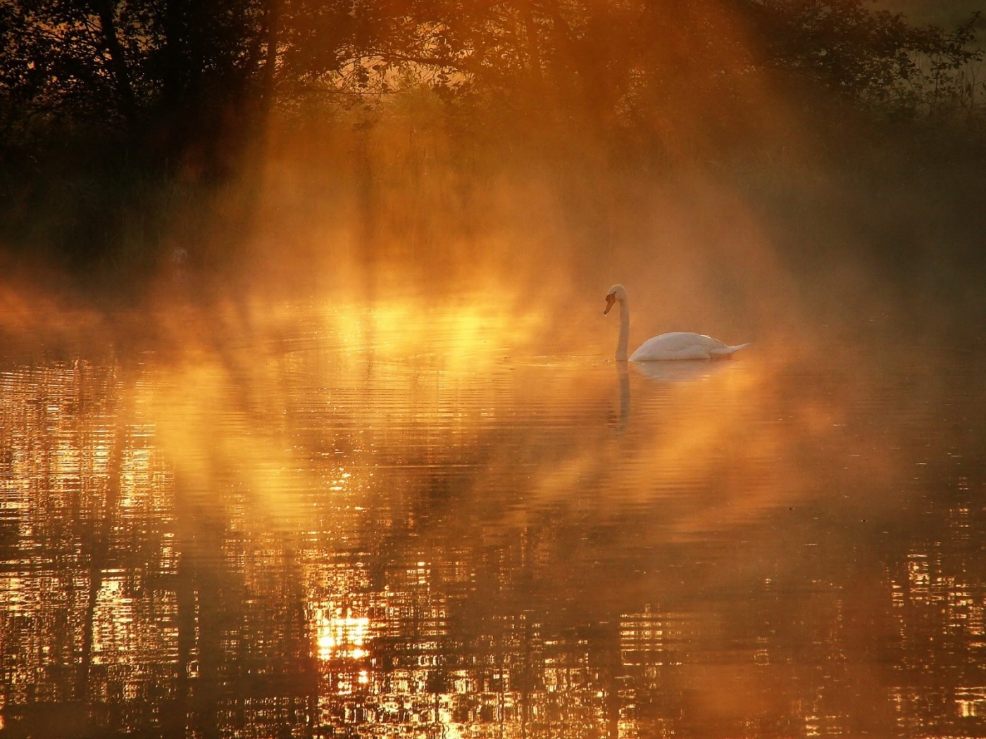 Laden Sie das Tiere, Swans, Vögel-Bild kostenlos auf Ihren PC-Desktop herunter
