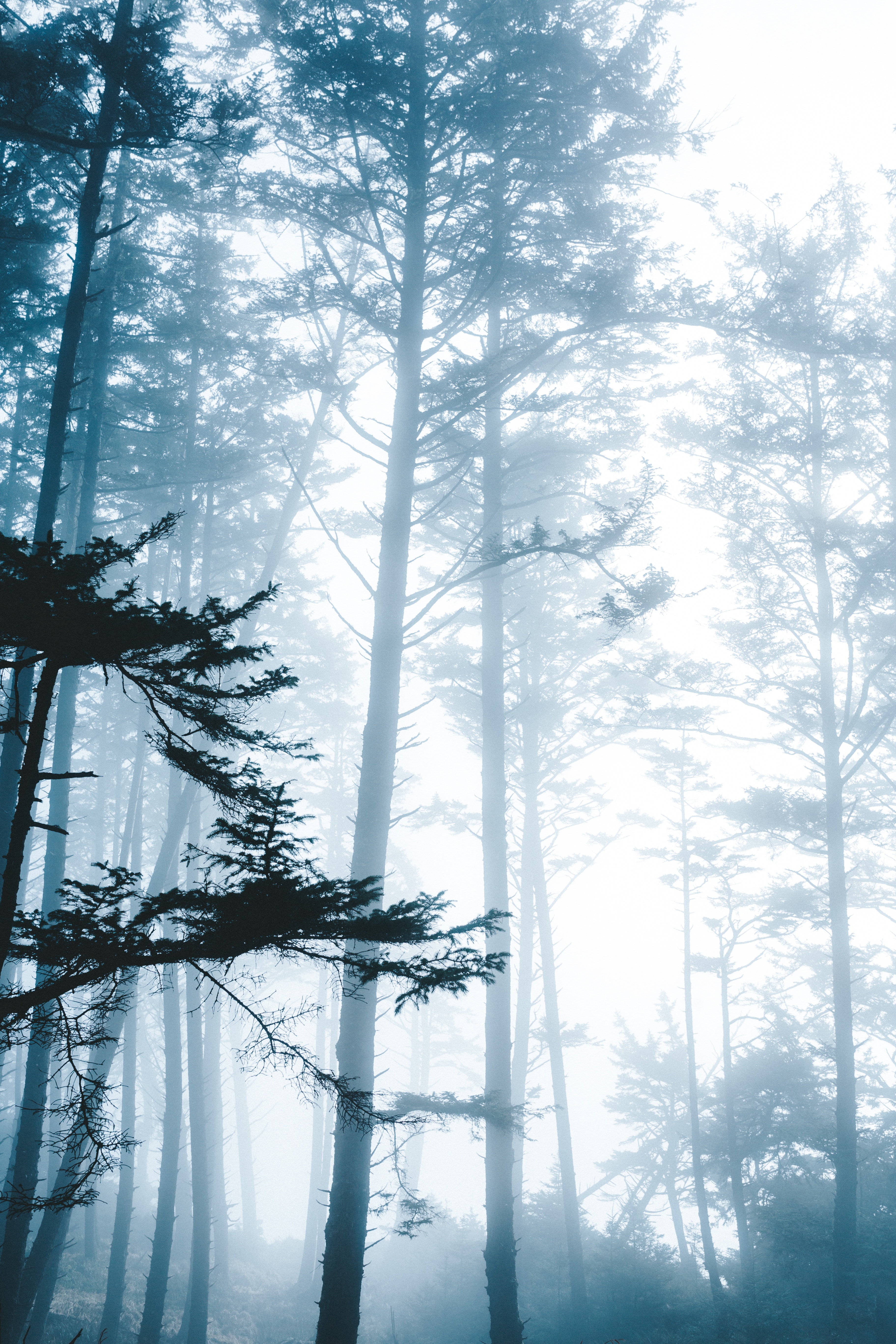 Download mobile wallpaper Fog, Branches, Trees, Forest, Nature for free.