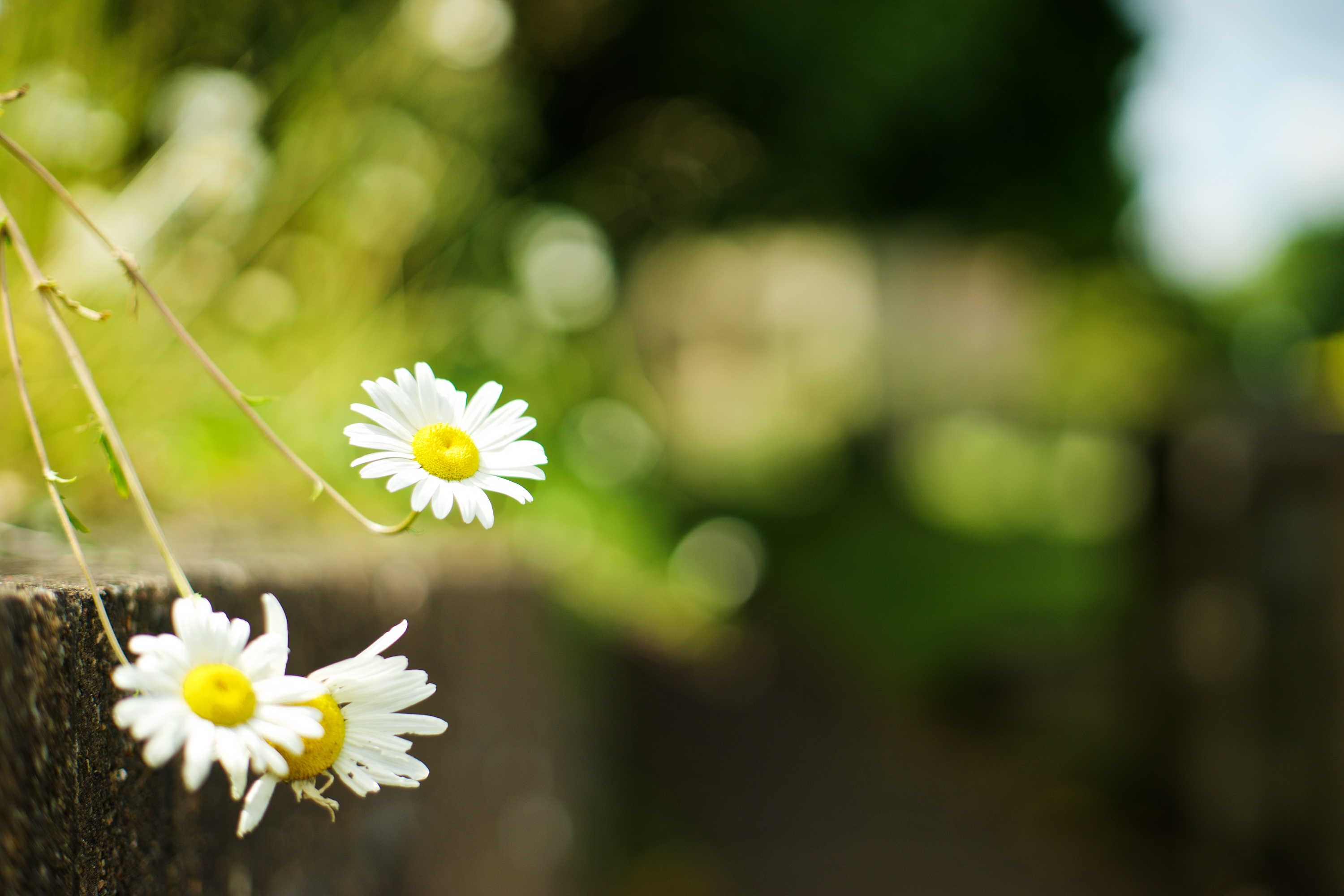 Download mobile wallpaper Plant, Flowers, Camomile for free.