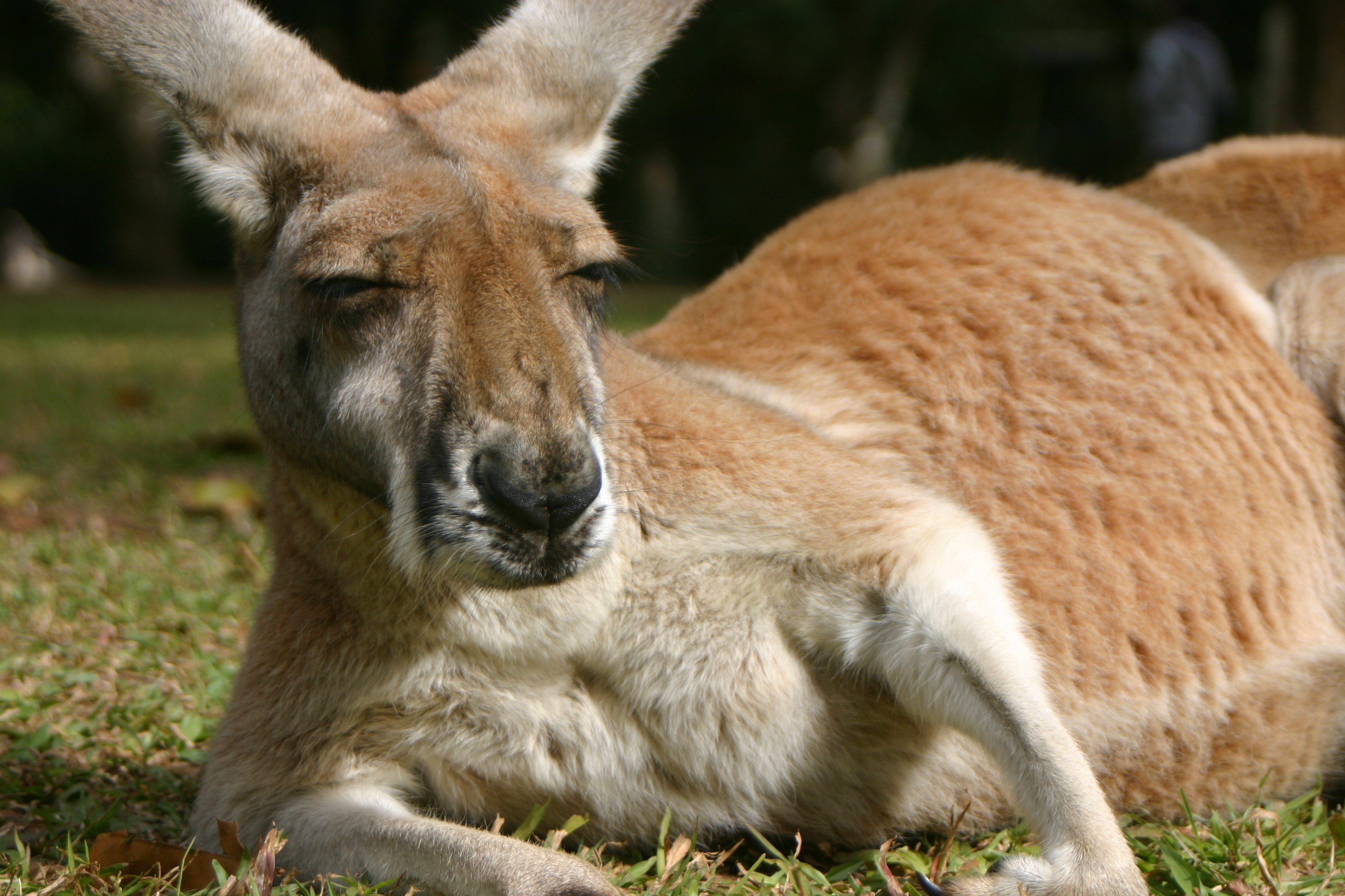 Die besten Känguru-Hintergründe für den Telefonbildschirm