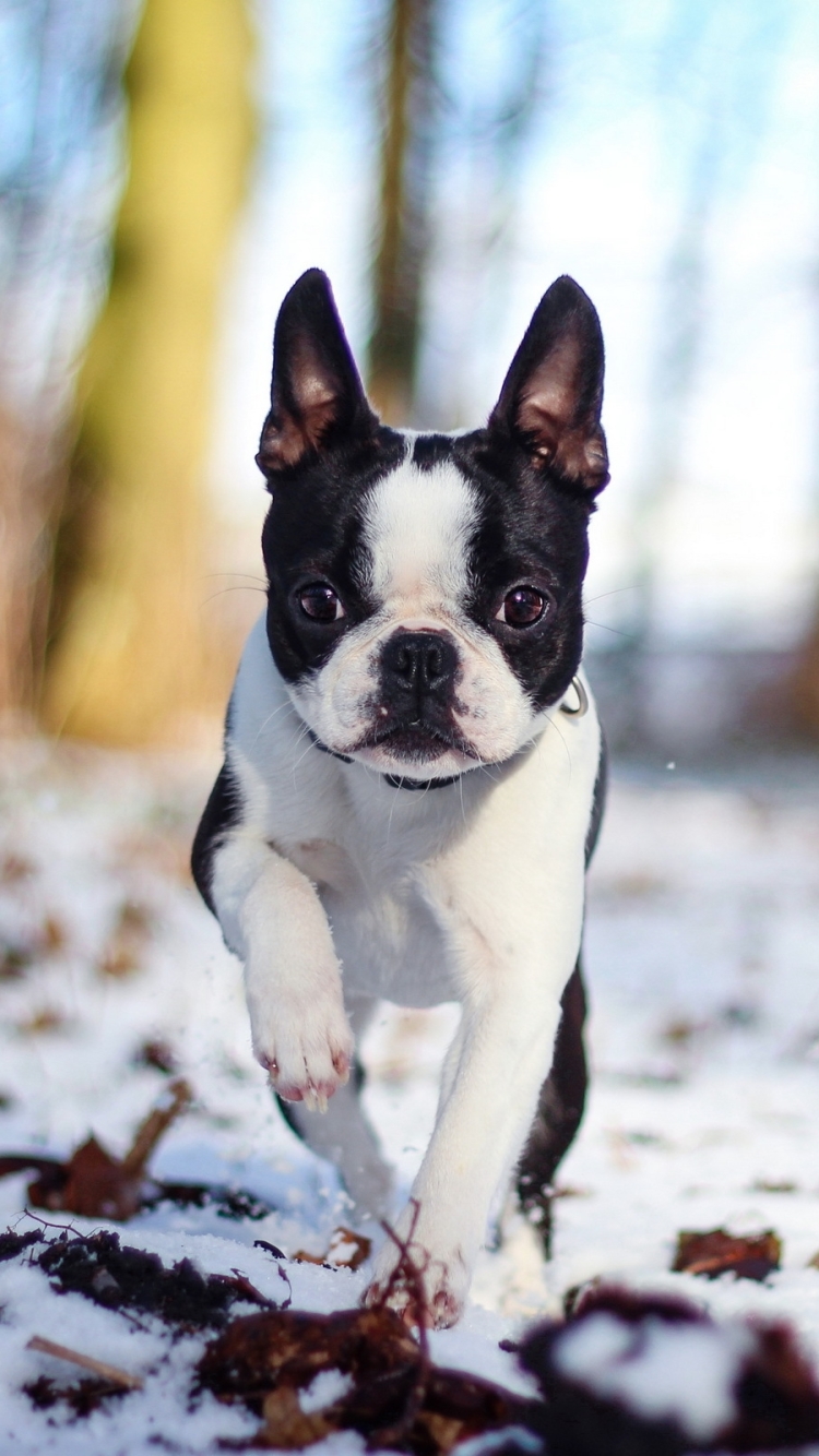 1105123 descargar fondo de pantalla animales, boston terrier, perros: protectores de pantalla e imágenes gratis