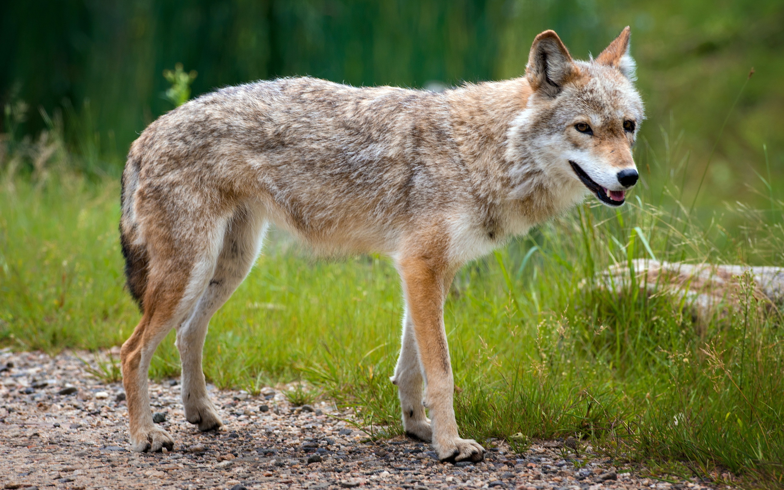 Baixe gratuitamente a imagem Animais, Lobos, Lobo na área de trabalho do seu PC