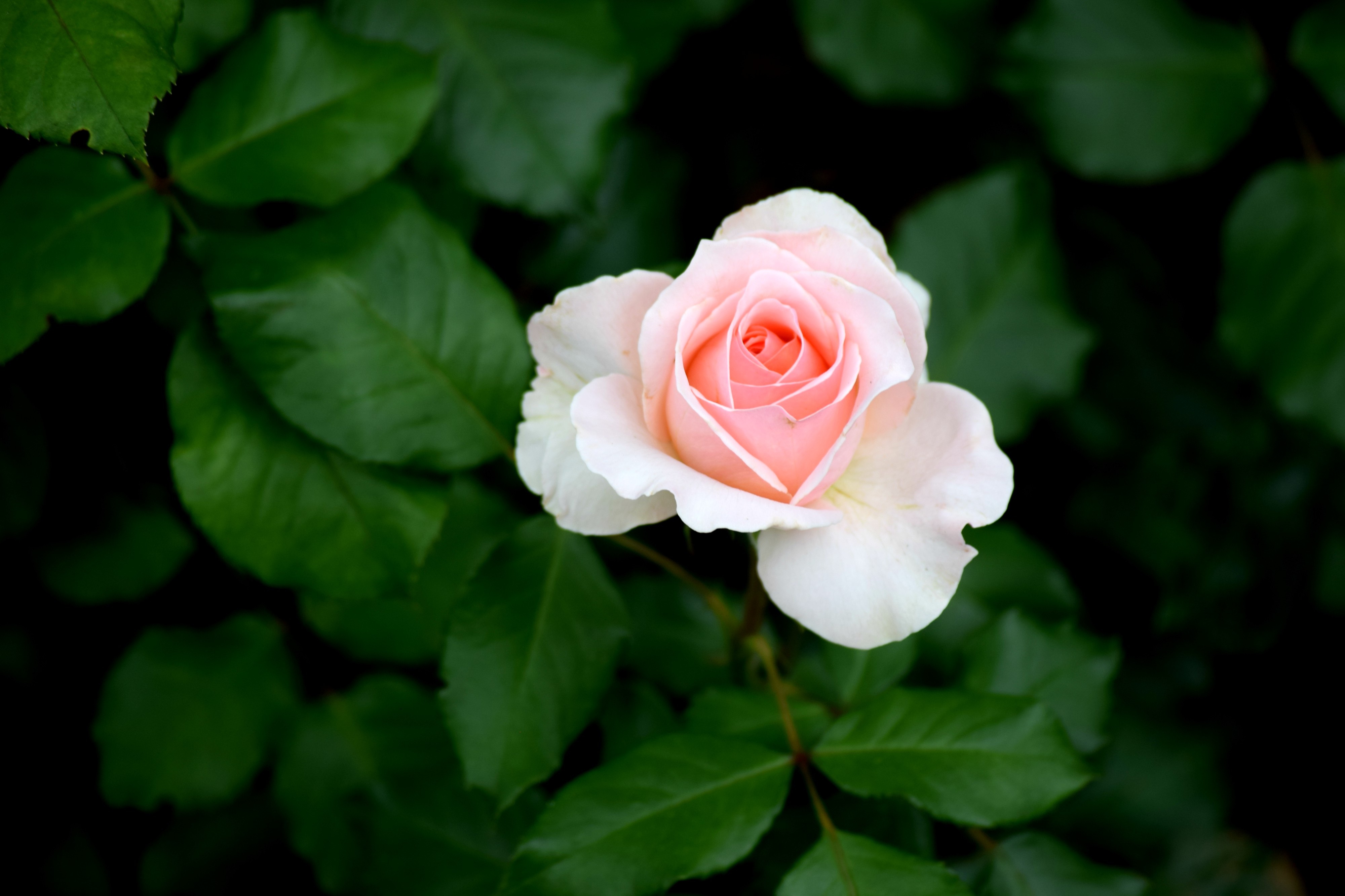 Téléchargez gratuitement l'image Bourgeon, Fleurs, Une Rose, Buisson, Rose sur le bureau de votre PC