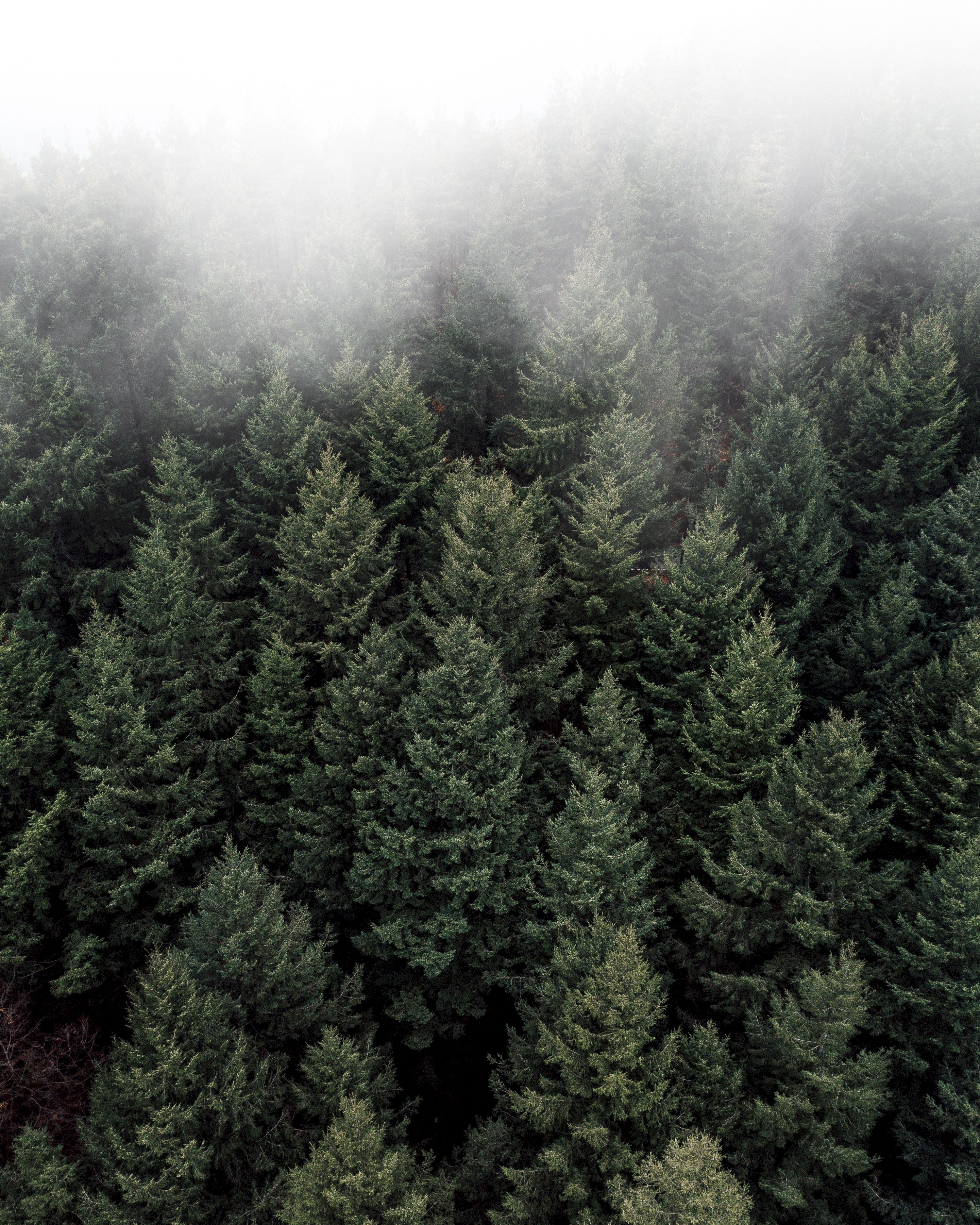 Скачать картинку Верхушки, Природа, Вид Сверху, Туман, Деревья, Зеленый, Лес в телефон бесплатно.