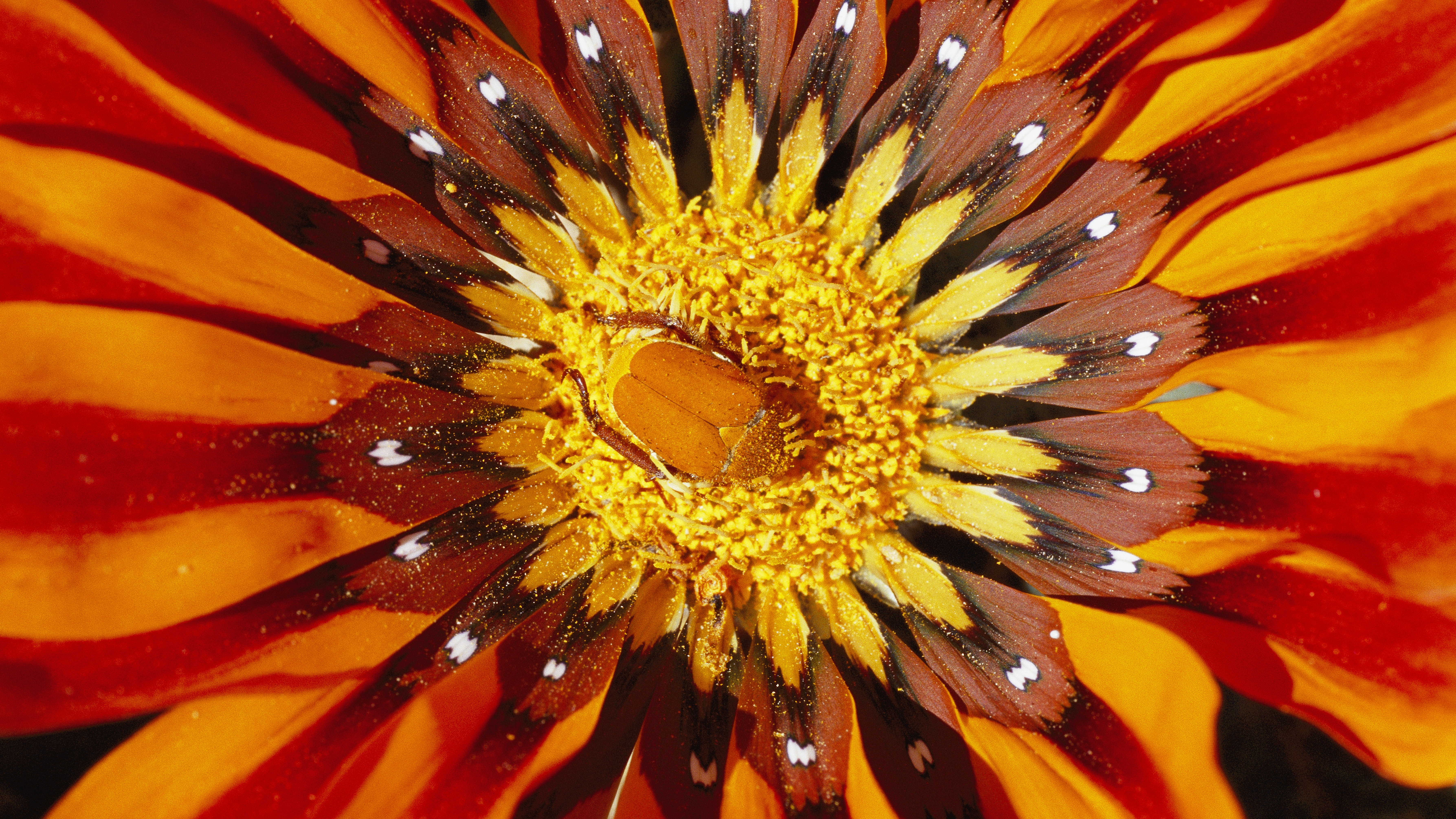 Téléchargez gratuitement l'image Fleurs, Fleur, Terre/nature sur le bureau de votre PC