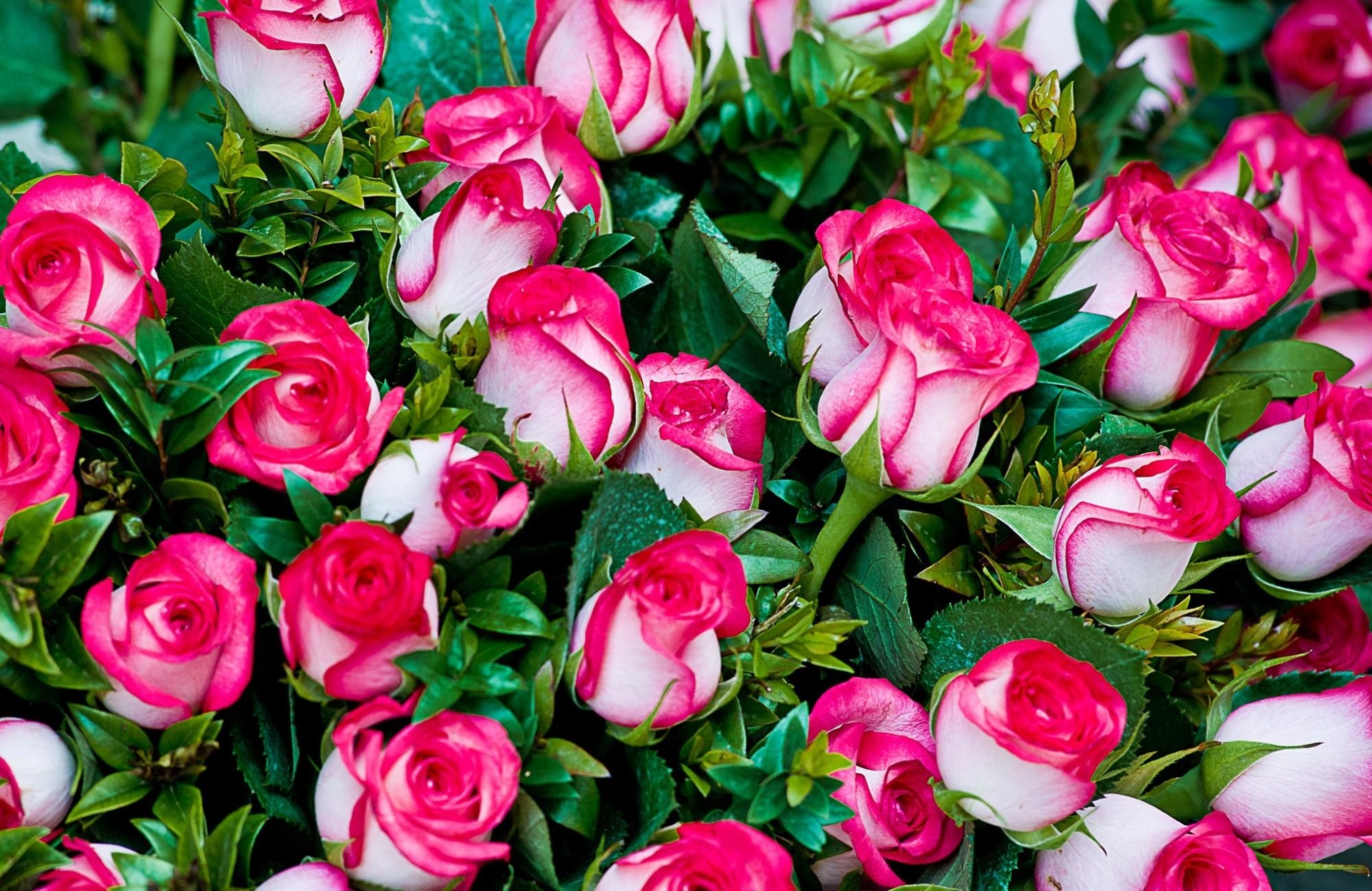 120032 завантажити шпалери рози, шикарний, це красиво, квіти, букет, шикарно, красиво - заставки і картинки безкоштовно