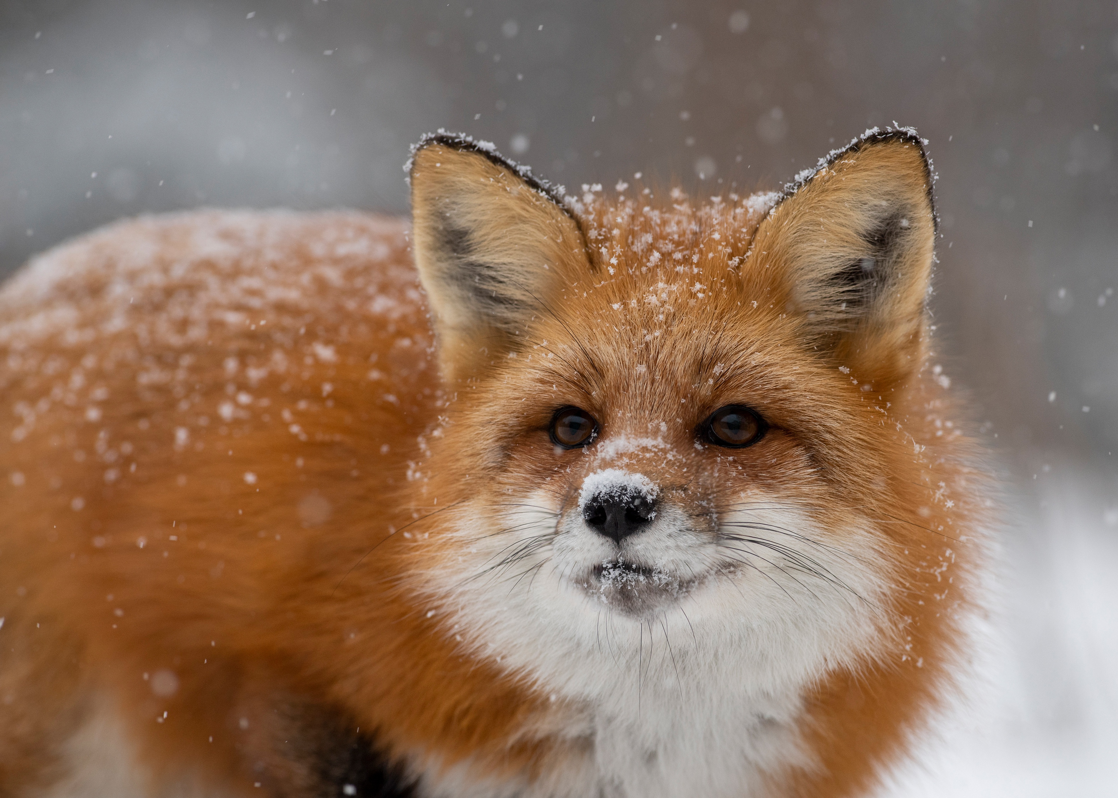 Baixe gratuitamente a imagem Animais, Inverno, Neve, Raposa, Fechar Se na área de trabalho do seu PC