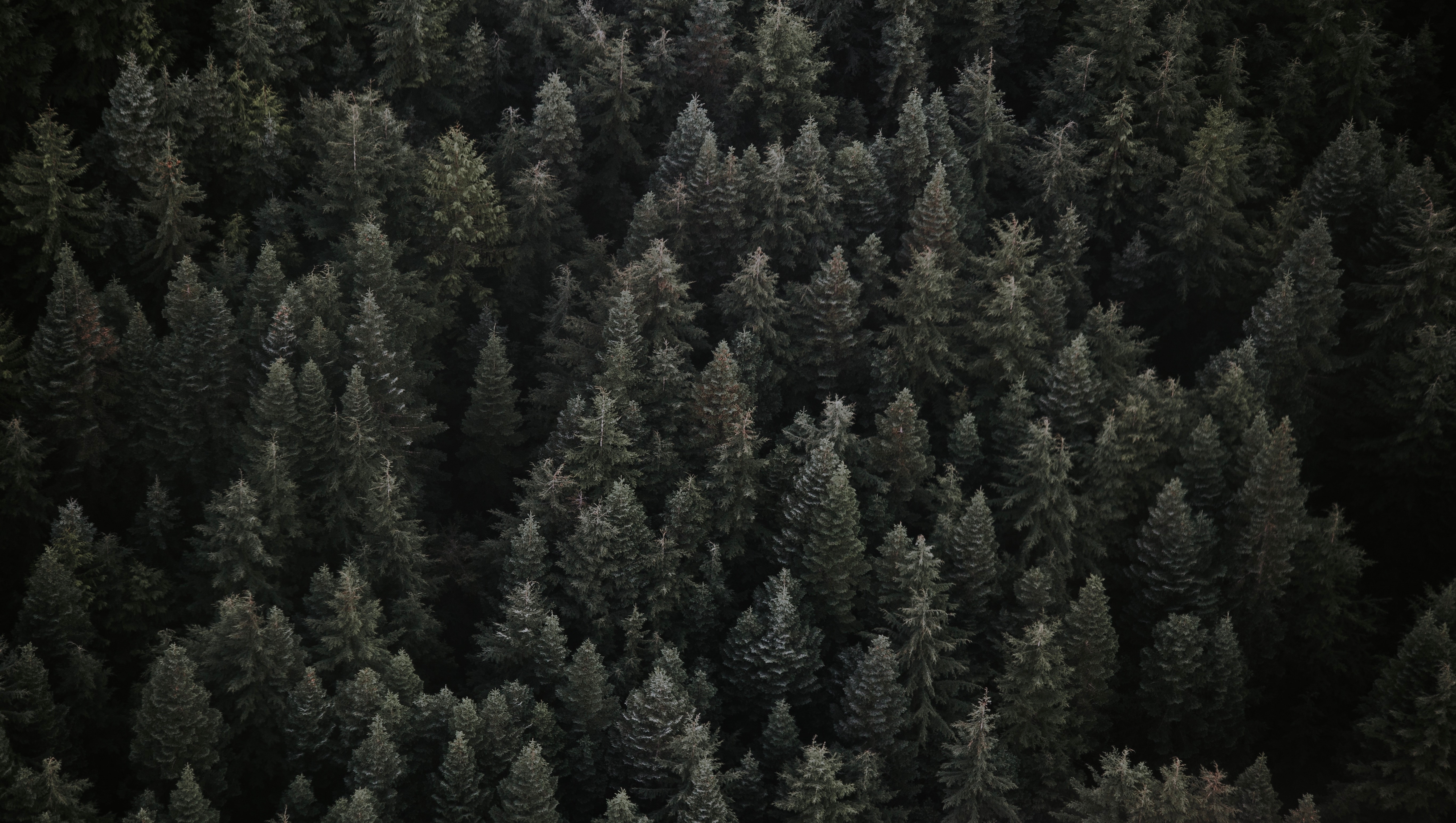 Free download wallpaper Nature, Trees, View From Above, Forest on your PC desktop