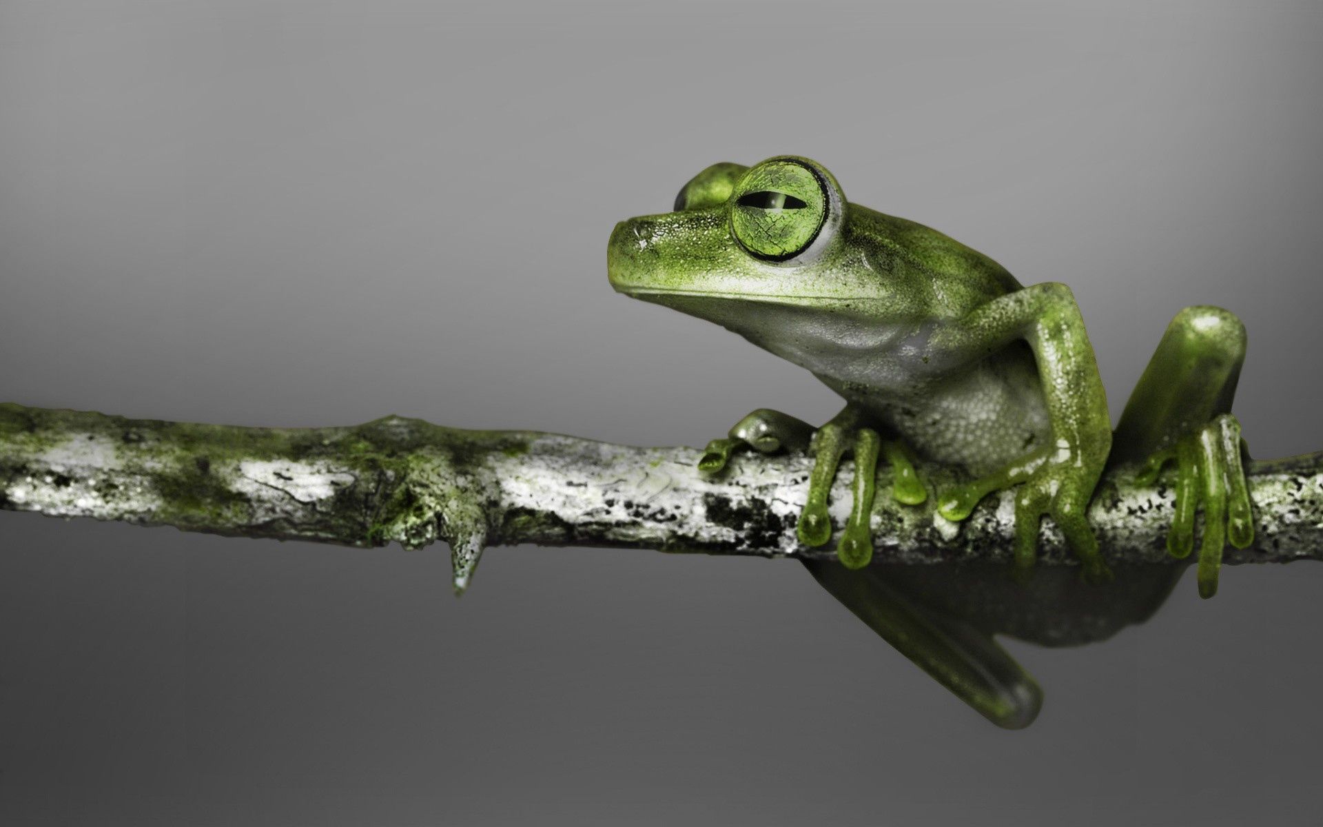 135929画像をダウンロード動物, カエル, ブランチ, 枝, 色, 登る, 蛙-壁紙とスクリーンセーバーを無料で