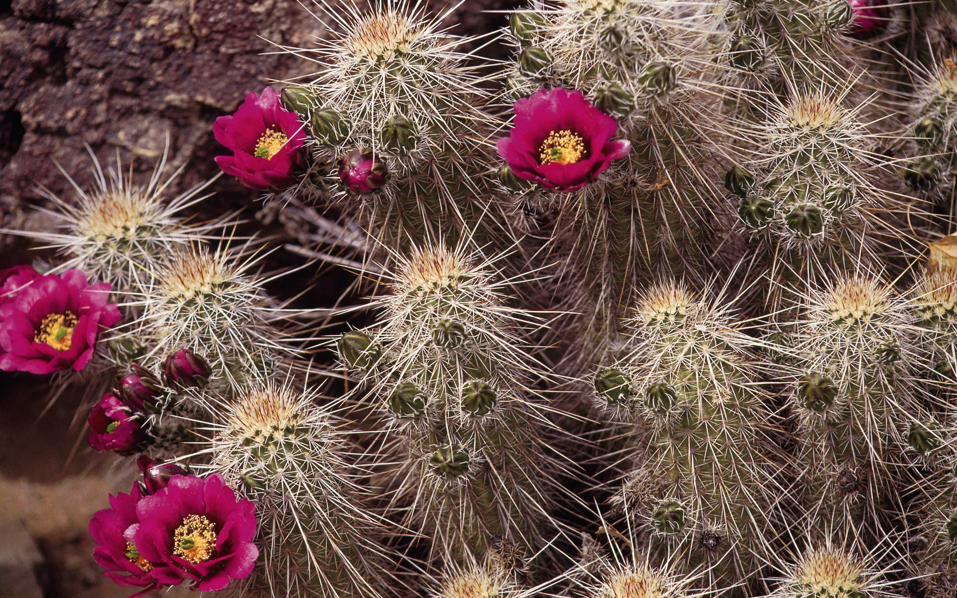 Téléchargez gratuitement l'image Cactus, Fleur, Plante, Terre/nature sur le bureau de votre PC