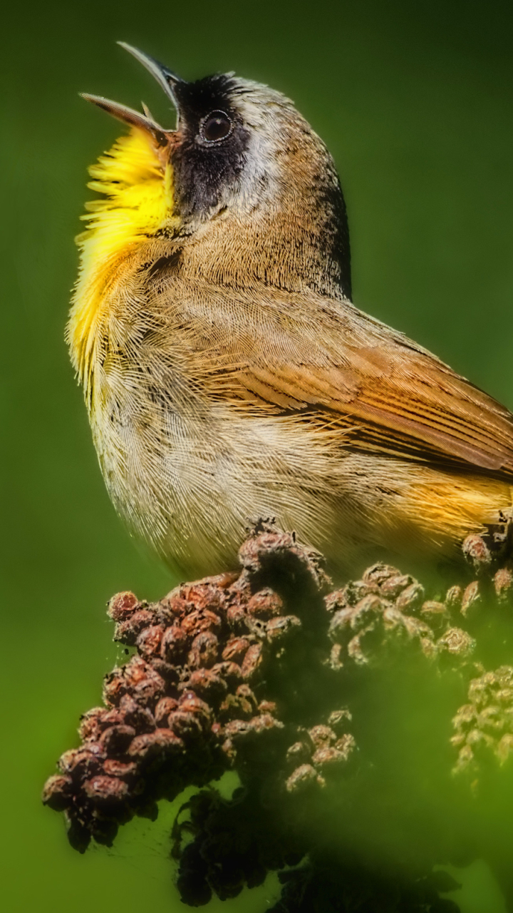 Handy-Wallpaper Tiere, Vögel, Vogel kostenlos herunterladen.