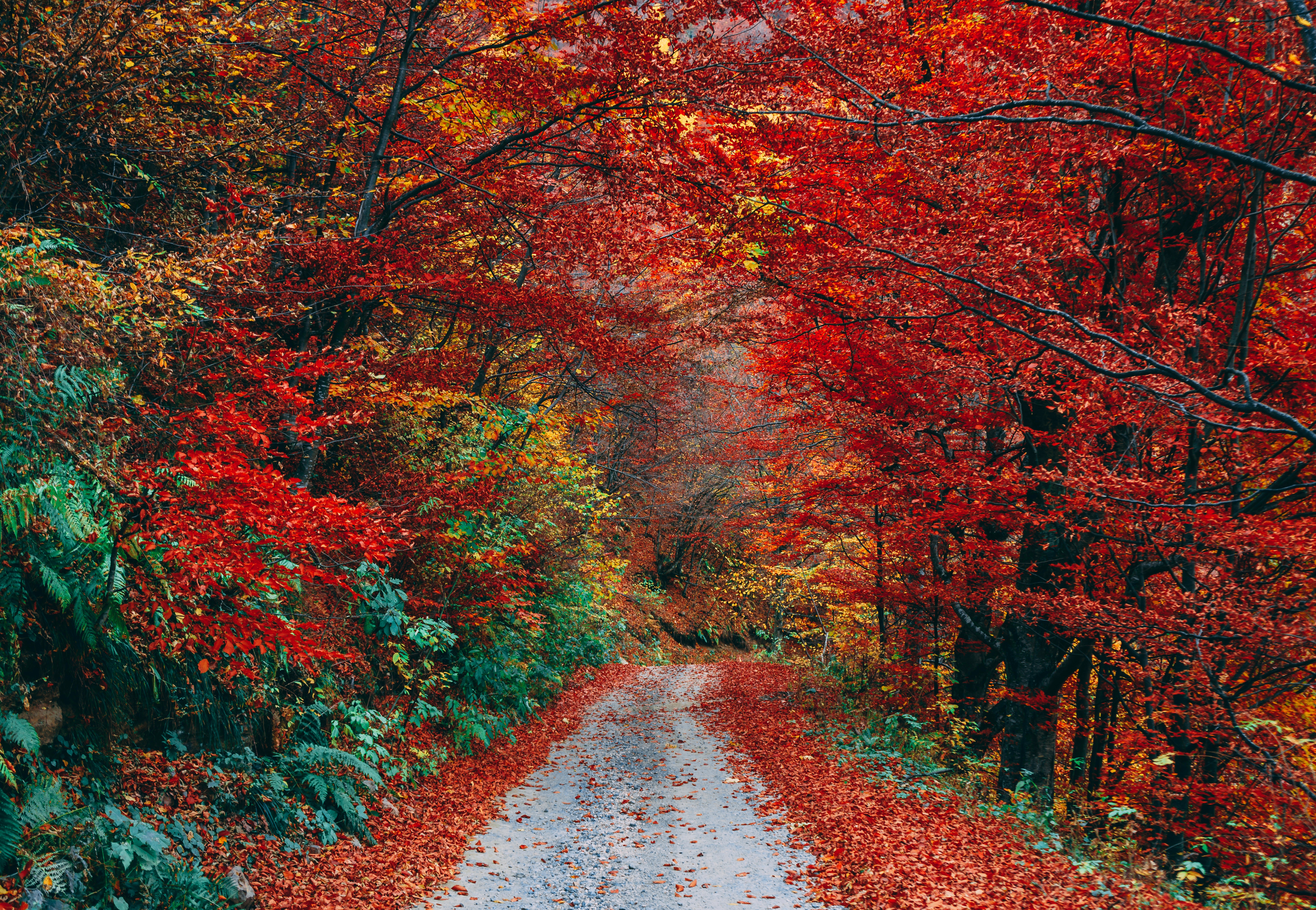 autumn, trail, fallen, nature, path, foliage Full HD