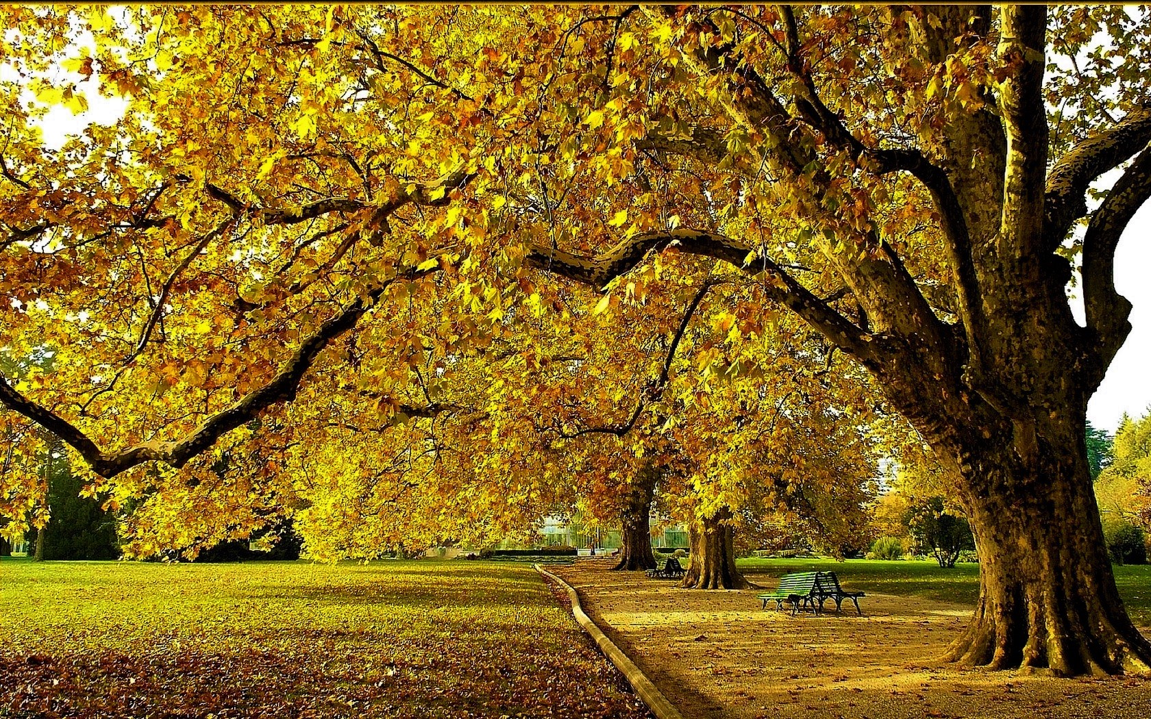 1504525 descargar fondo de pantalla fotografía, parque, mesa de trabajo, otoño, árbol: protectores de pantalla e imágenes gratis