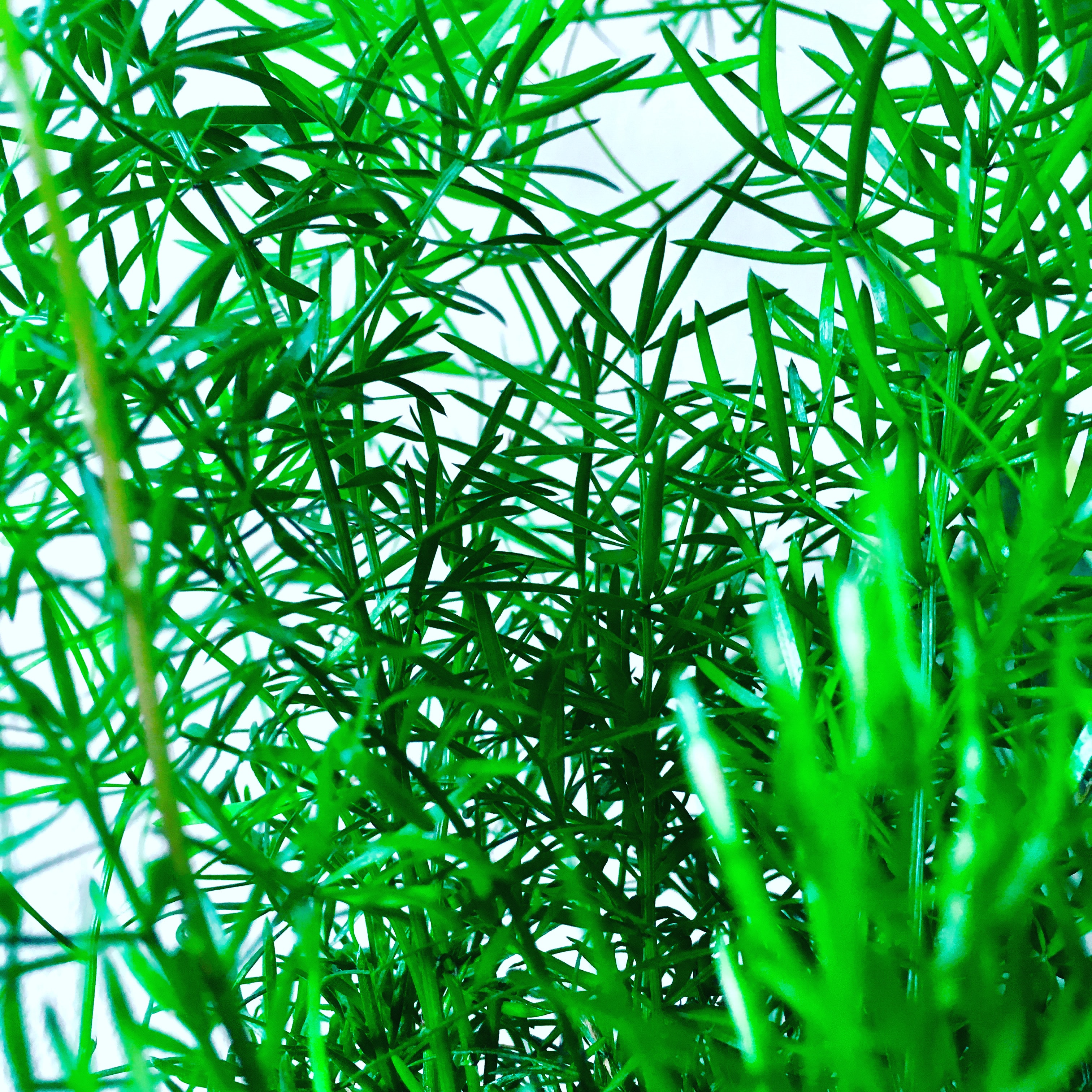 Download mobile wallpaper Bush, Nature, Leaves, Plant for free.