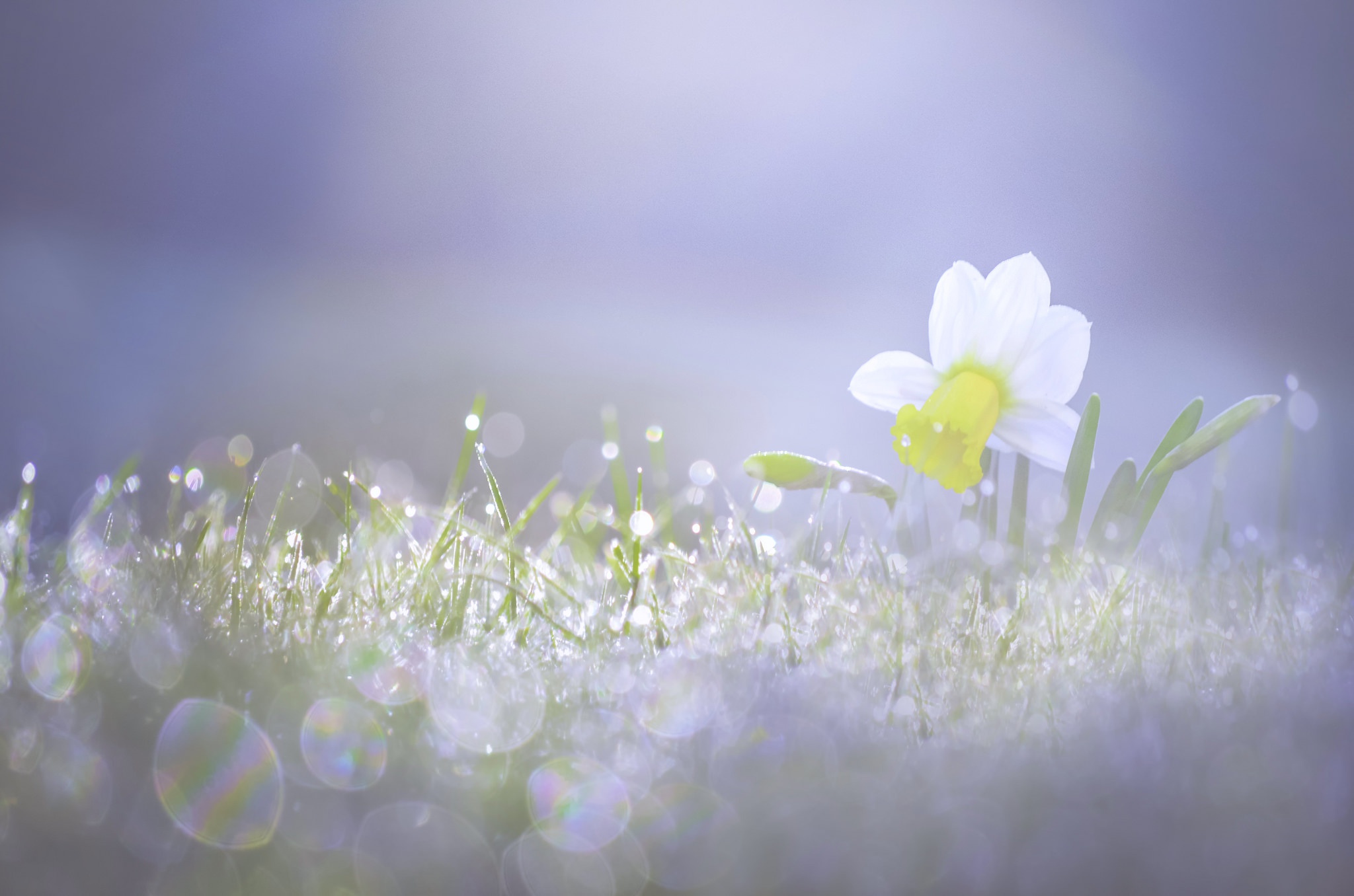 Free download wallpaper Flowers, Grass, Flower, Earth, Bokeh, White Flower, Daffodil on your PC desktop