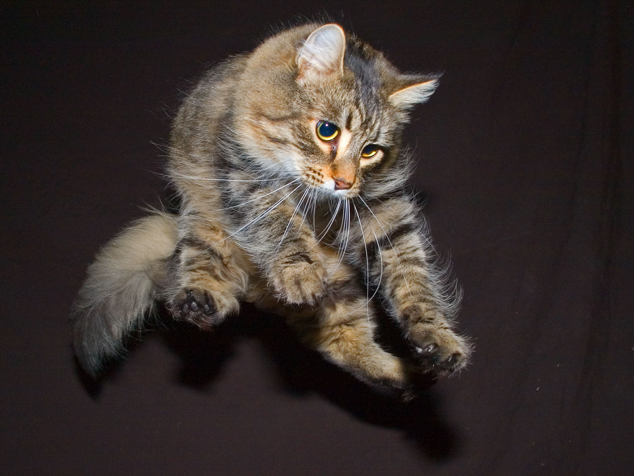 Baixar papel de parede para celular de Gato, Gatos, Animais gratuito.