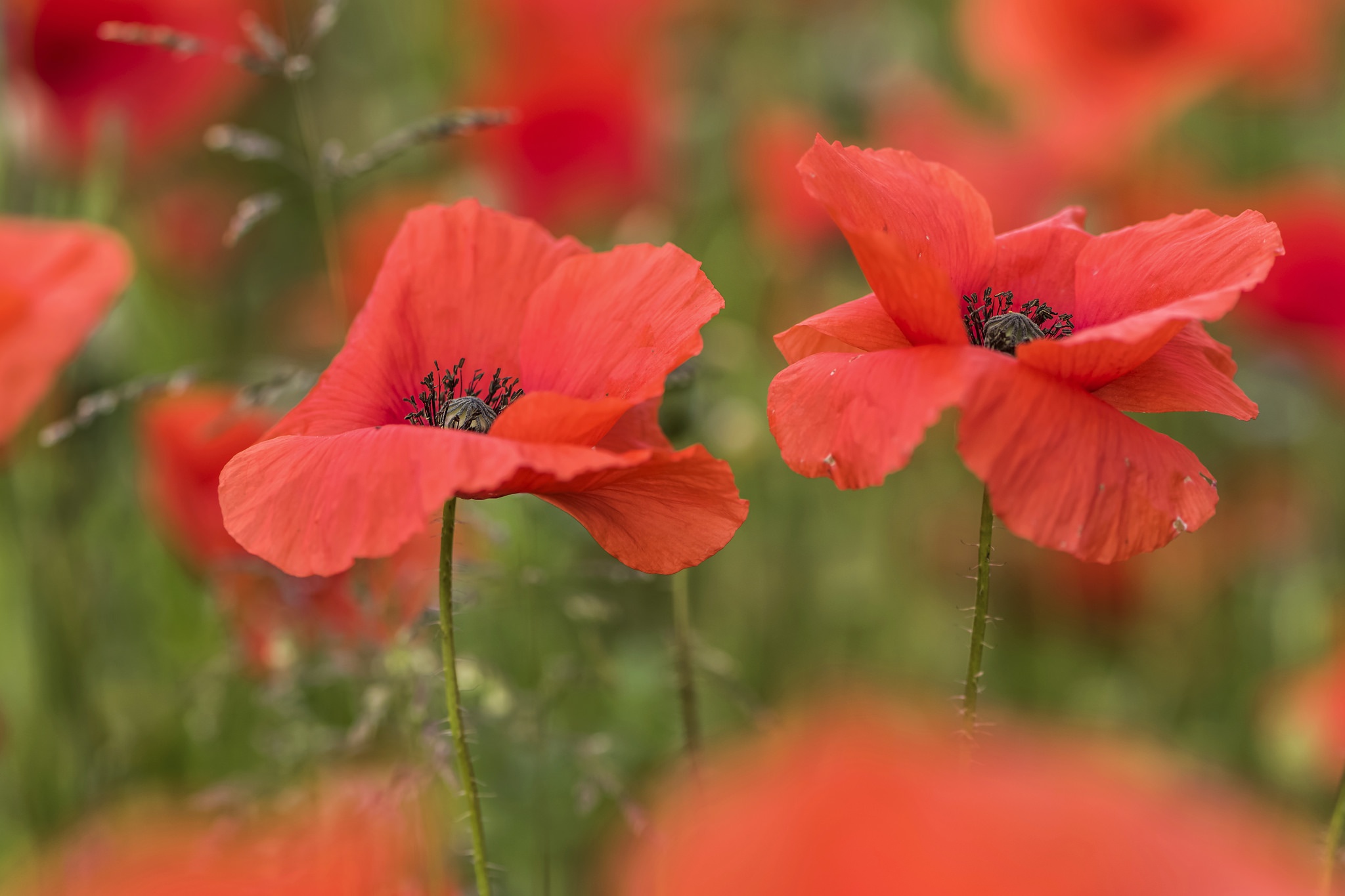 Handy-Wallpaper Natur, Blumen, Mohn, Sommer, Blume, Nahansicht, Rote Blume, Erde/natur kostenlos herunterladen.