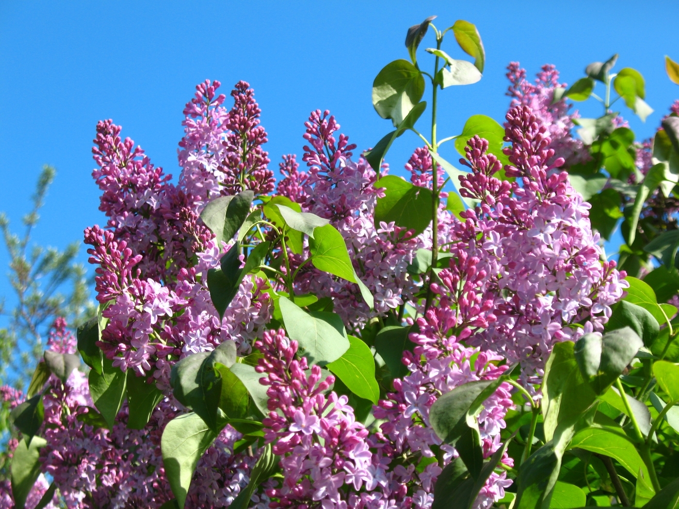 plants, flowers, lilac Panoramic Wallpaper