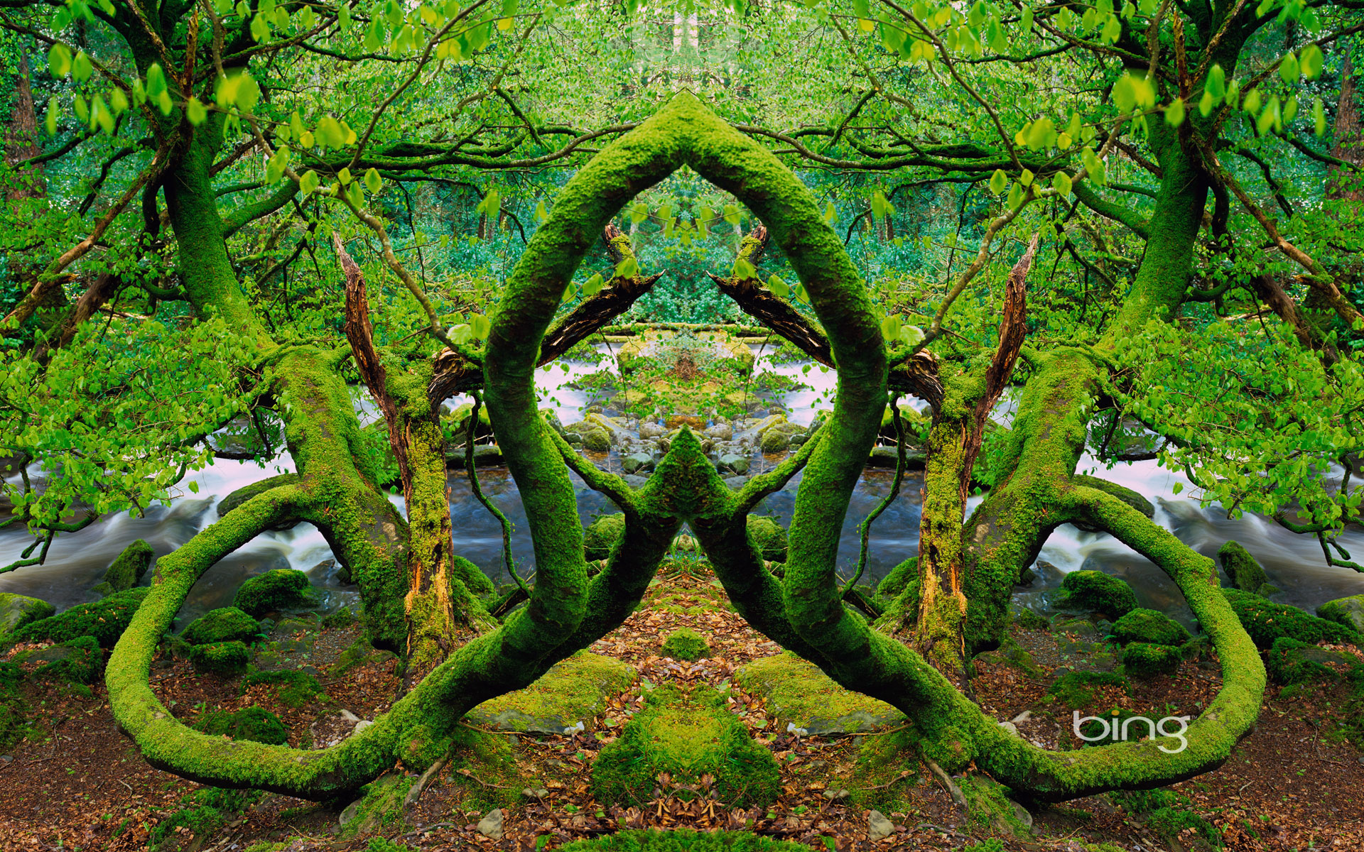 Descarga gratis la imagen Árboles, Árbol, Tierra/naturaleza en el escritorio de tu PC
