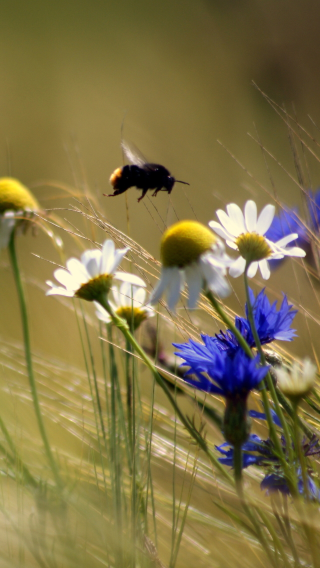 Download mobile wallpaper Nature, Flowers, Flower, Insect, Earth, Bumblebee, Daisy, White Flower for free.