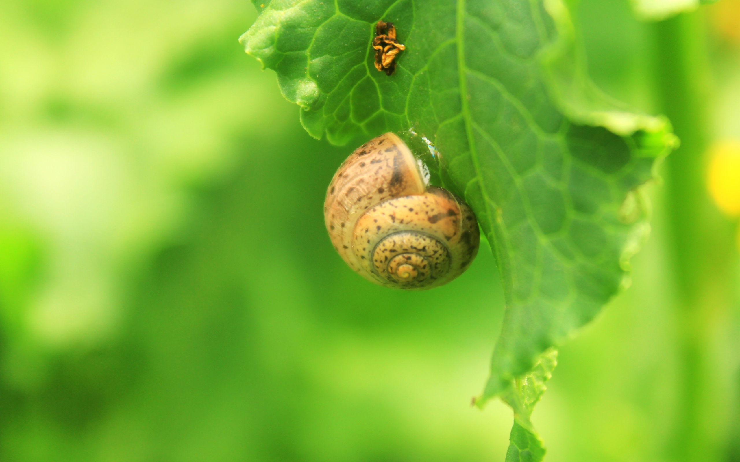 Download mobile wallpaper Animal, Snail for free.